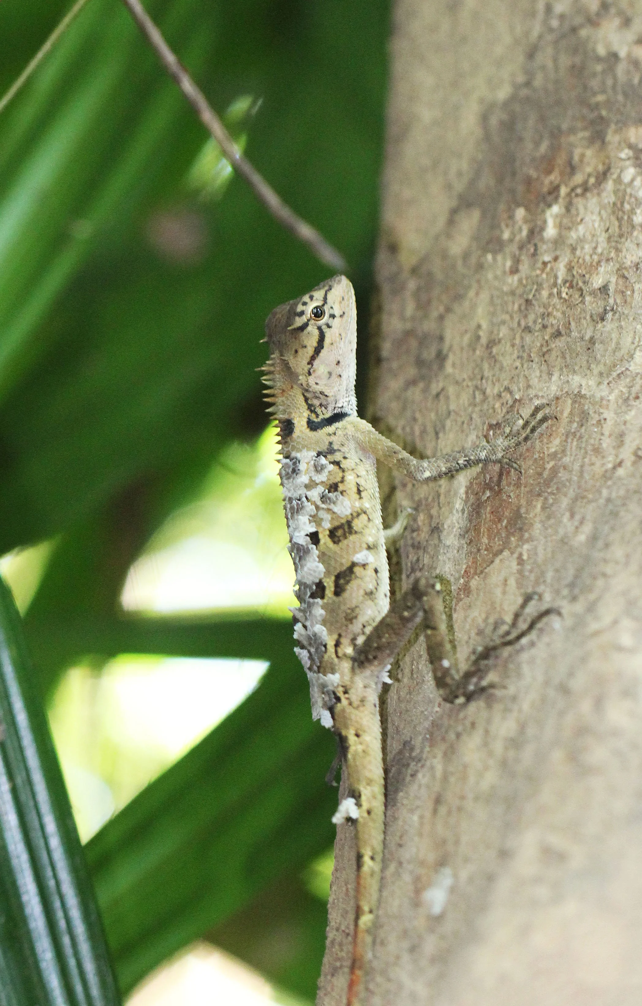 2015 Koh Lanta Build and Fun (145).JPG