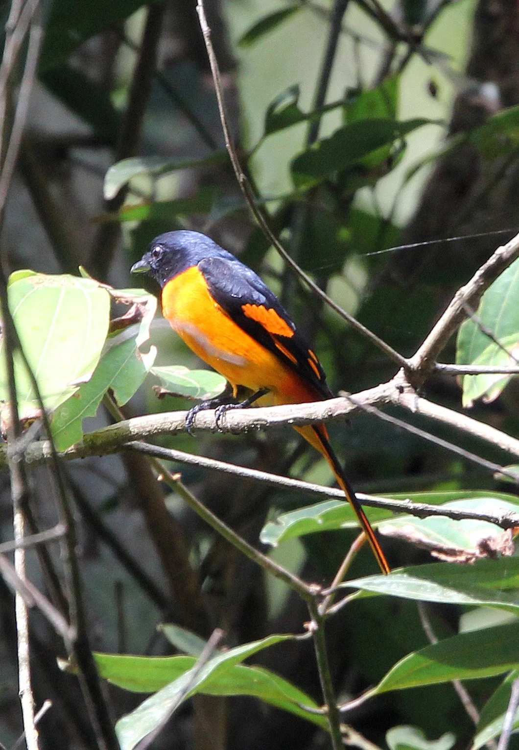 Orange Minivet (Pericrocotus flammeus) Indira Gandhi Topslip National Park Tamil Nadu India (2).JPG