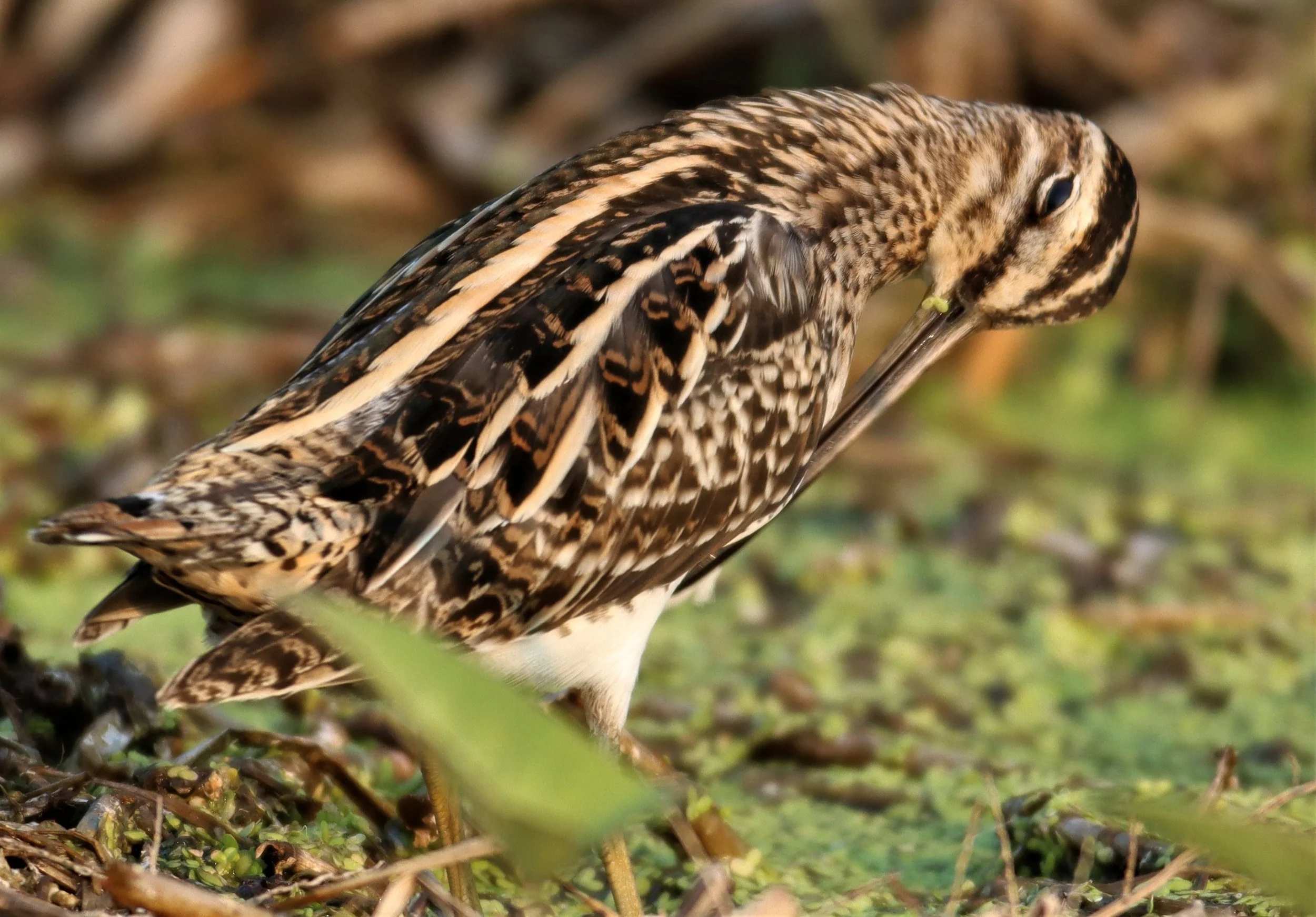 SNIPE - COMMON SNIPE - Gallinago gallinago - LAT KRABANG WETLANDS NEAR BKK (51).jpg