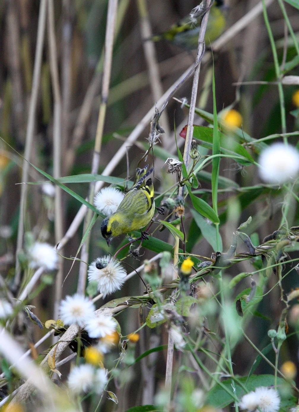 Eurasian Siskin (Spinus spinus) Nankou Rudong, China (7).JPG
