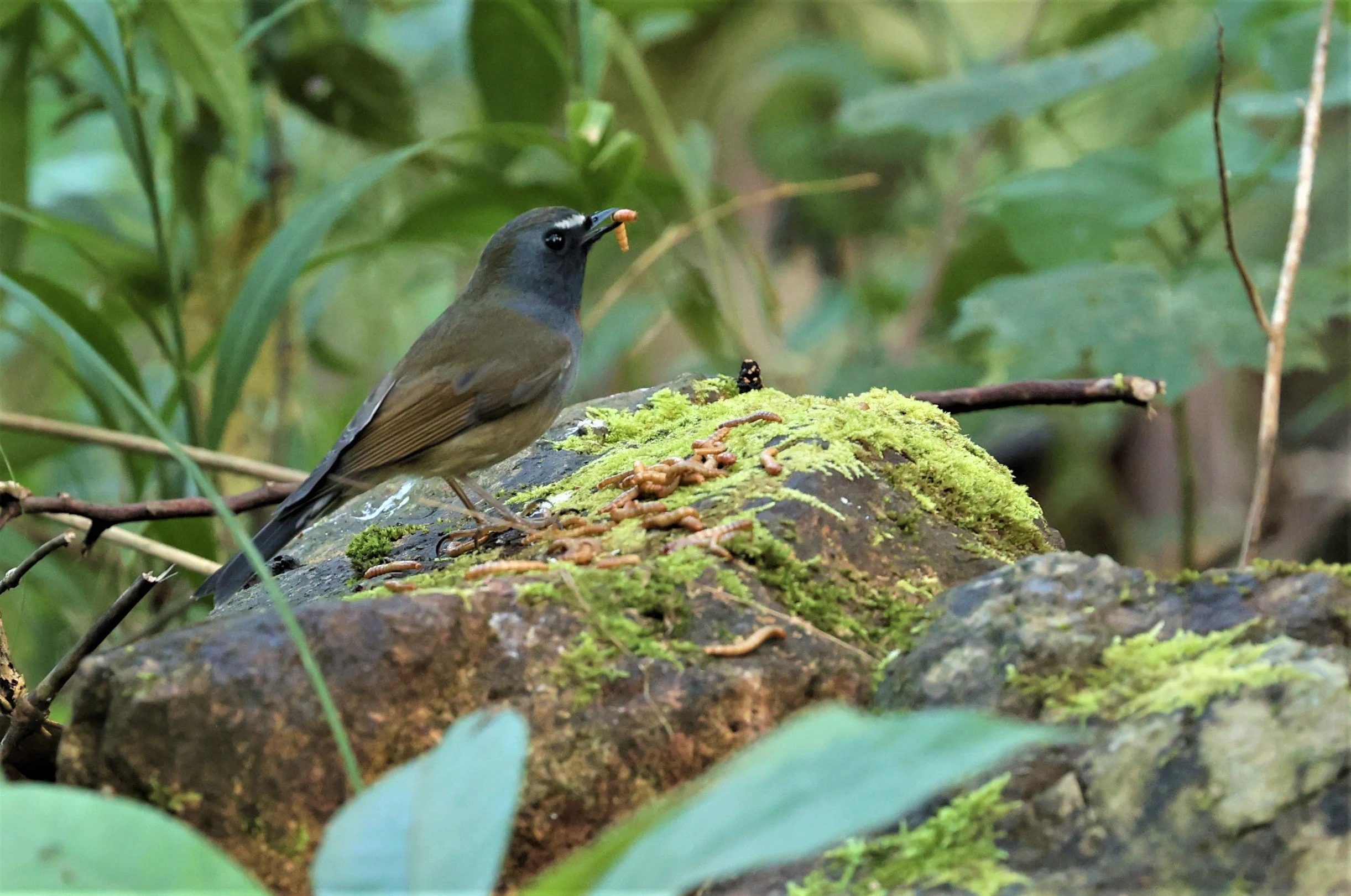 FLYCATCHER - RUFOUS-GORGETED FLYCATCHER - Ficedula strophiata - DOI LANG WEST, DOI PHA HOM POK NP, CHIANG MAI DEC 2021 (27).jpg