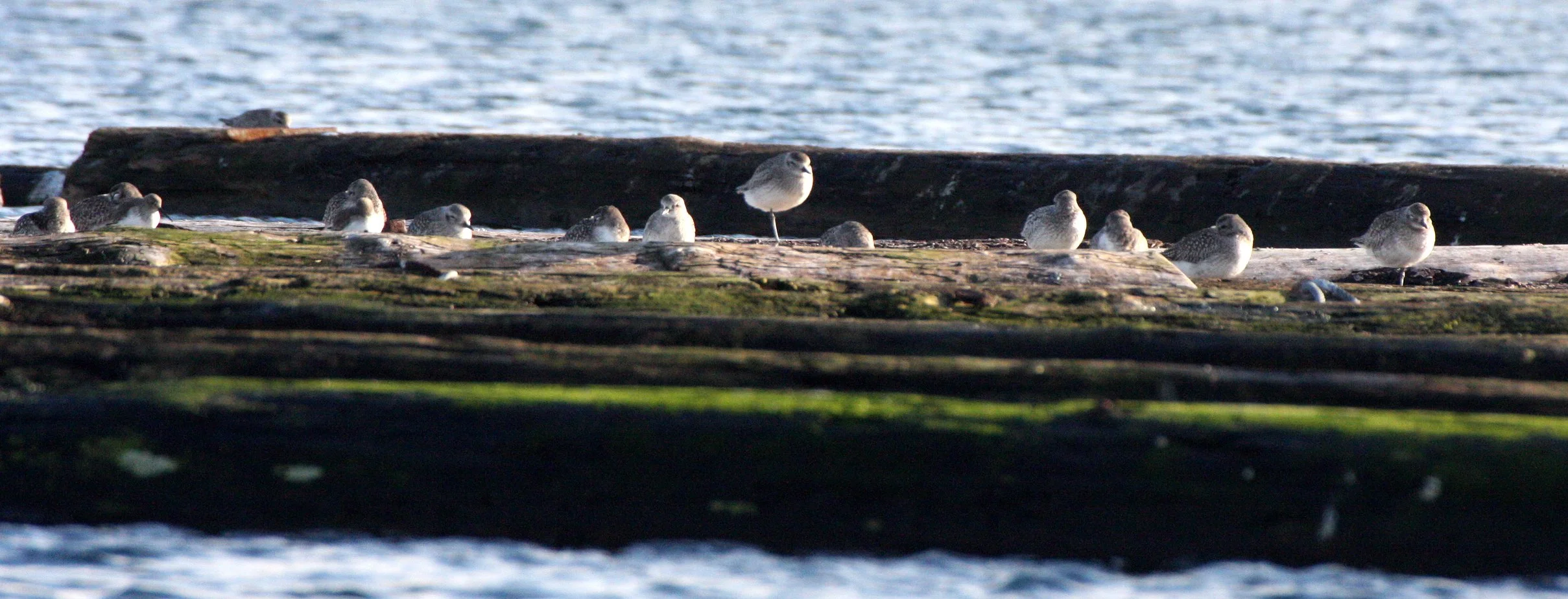 BIRD - PLOVER - BLACK-BELLIED PLOVER - PA HARBOR (11).JPG