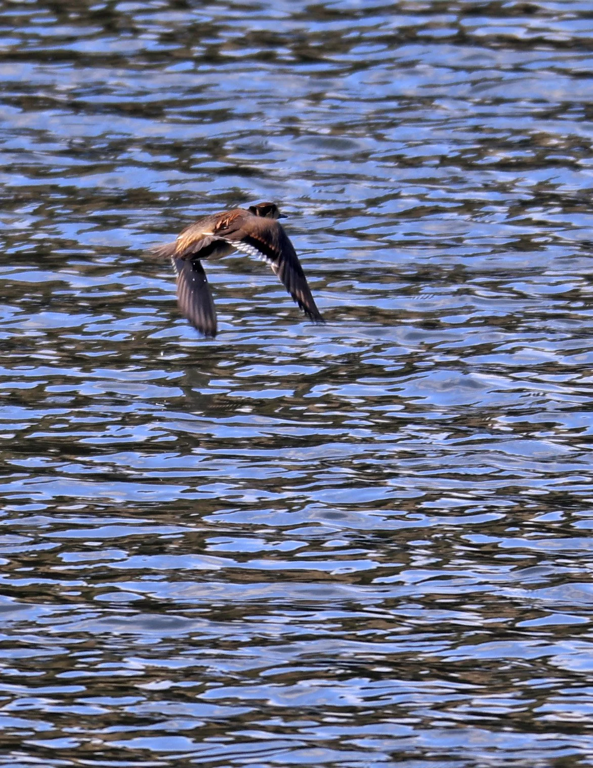 Baikal teal (Sibirionetta formosa) Takagawa Dam Lake, Kagoshima Japan (84).jpg