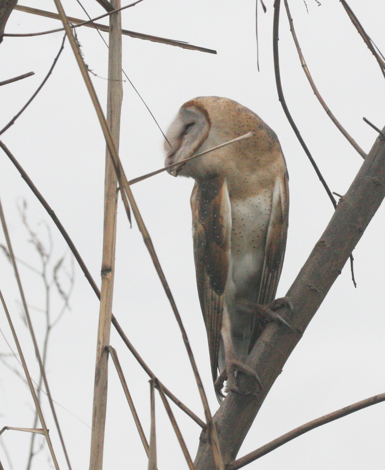 Tyto alba - BARN OWL - BUENG BORAPHET THAILAND (23).JPG