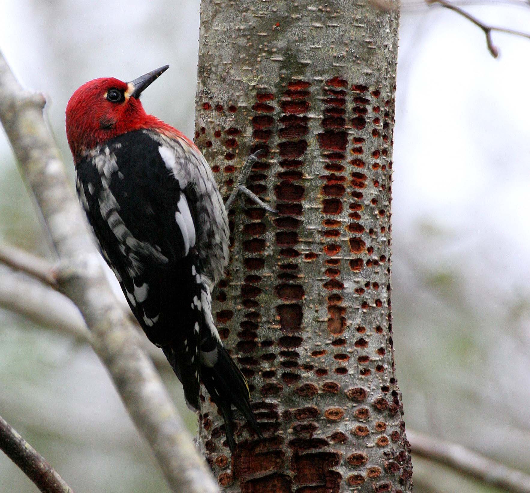 BIRD - WOODPECKER - SAPSUCKER - RED-BREASTED SAPSUCKER - SPHYRAPICUS RUBER - LAKE FARM TRAILS WA (35).JPG