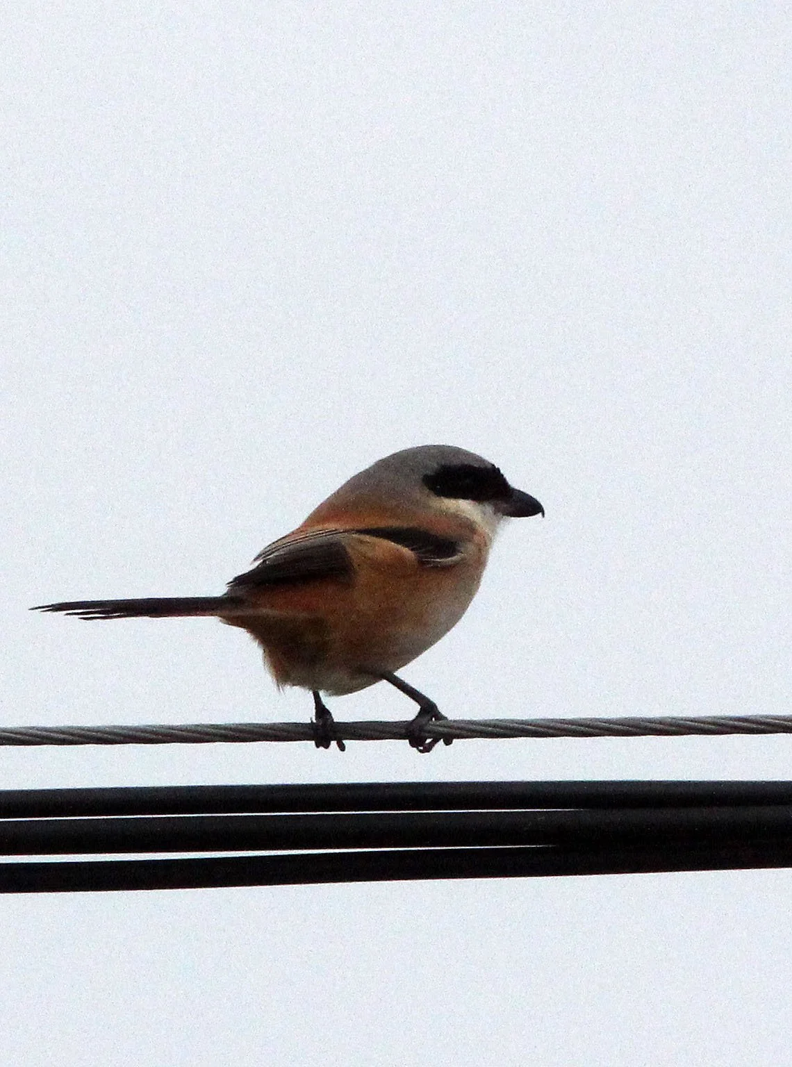 Long-tailed Shrike (Lanius schach) Poyang Lake Jiangxi Province China (1).JPG