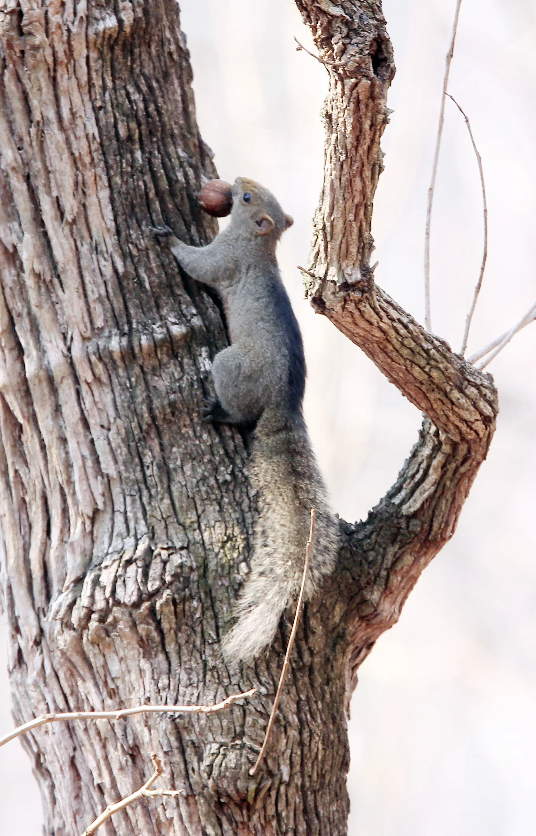Callosciurus erythraeus atrodorsalis - PALLAS'S SQUIRREL W.THAI SBSP - KHAO BAN DAI HUAI KHA KHAENG NATURE RESERVE THAILAND (20).JPG