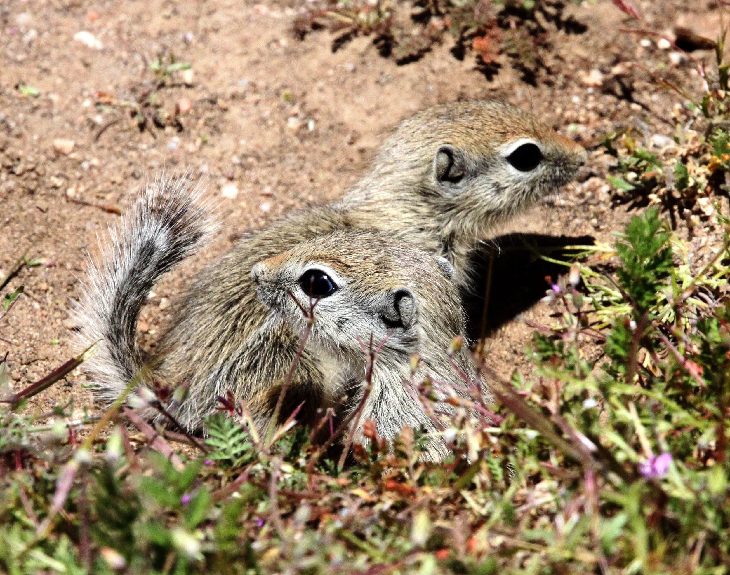Ammospermophilus nelsoni - SAN JOAQUIN (NELSON'S) ANTELOPE SQUIRREL - CARRIZO PLAIN NATIONAL MONUMENT (51).JPG