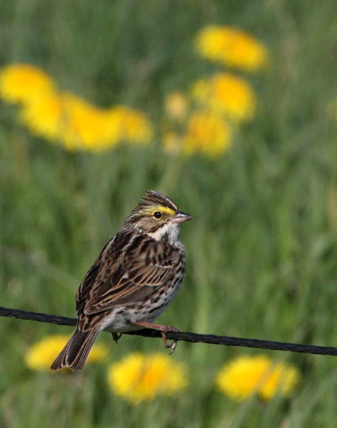 Savannah Sparrow (Passerculus sandwichensis) Sequim Prairie Washington (5).JPG