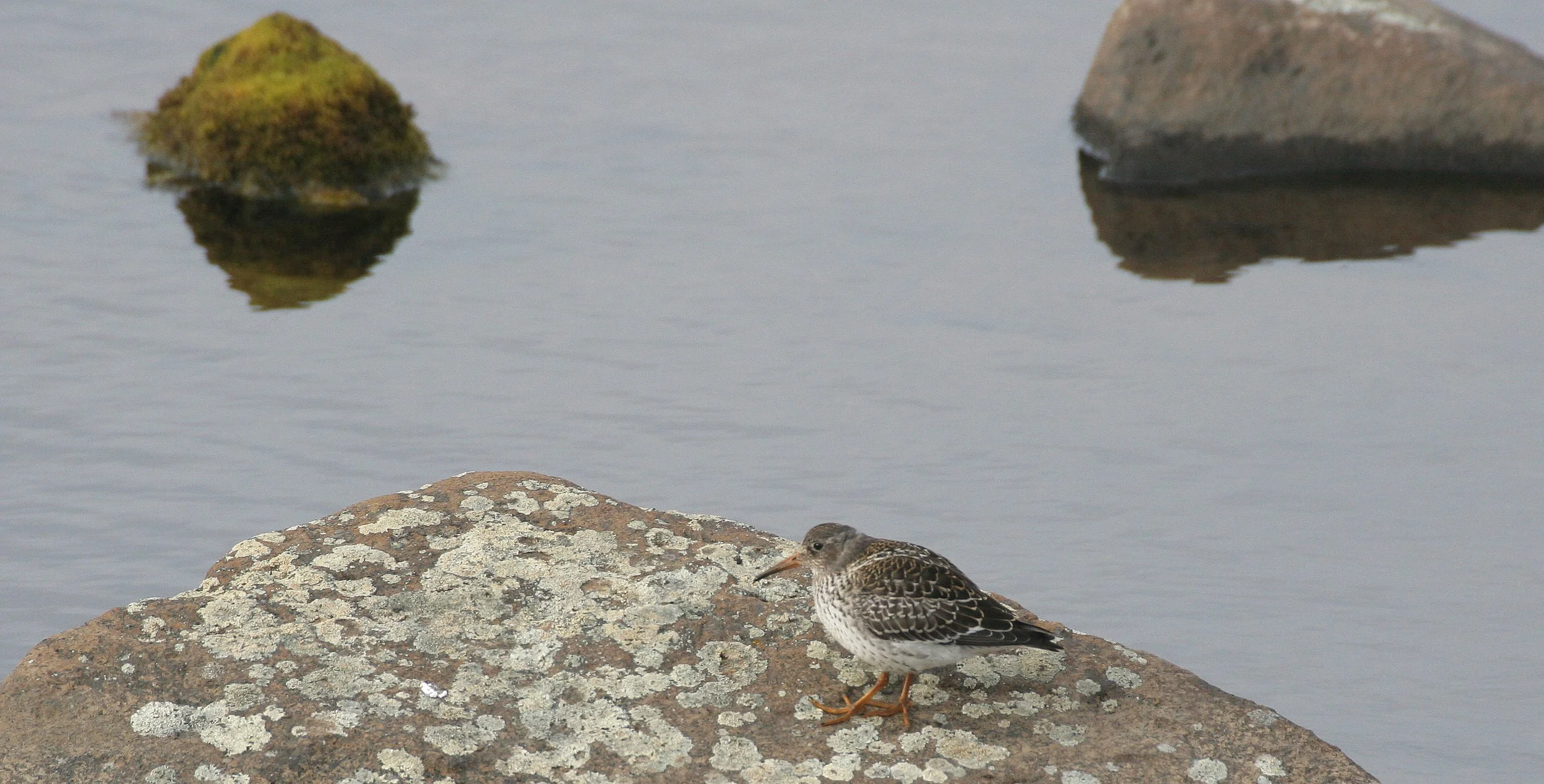 BIRD - SANDPIPER - PURPLE SANDPIPER - SVALBARD (12).jpg