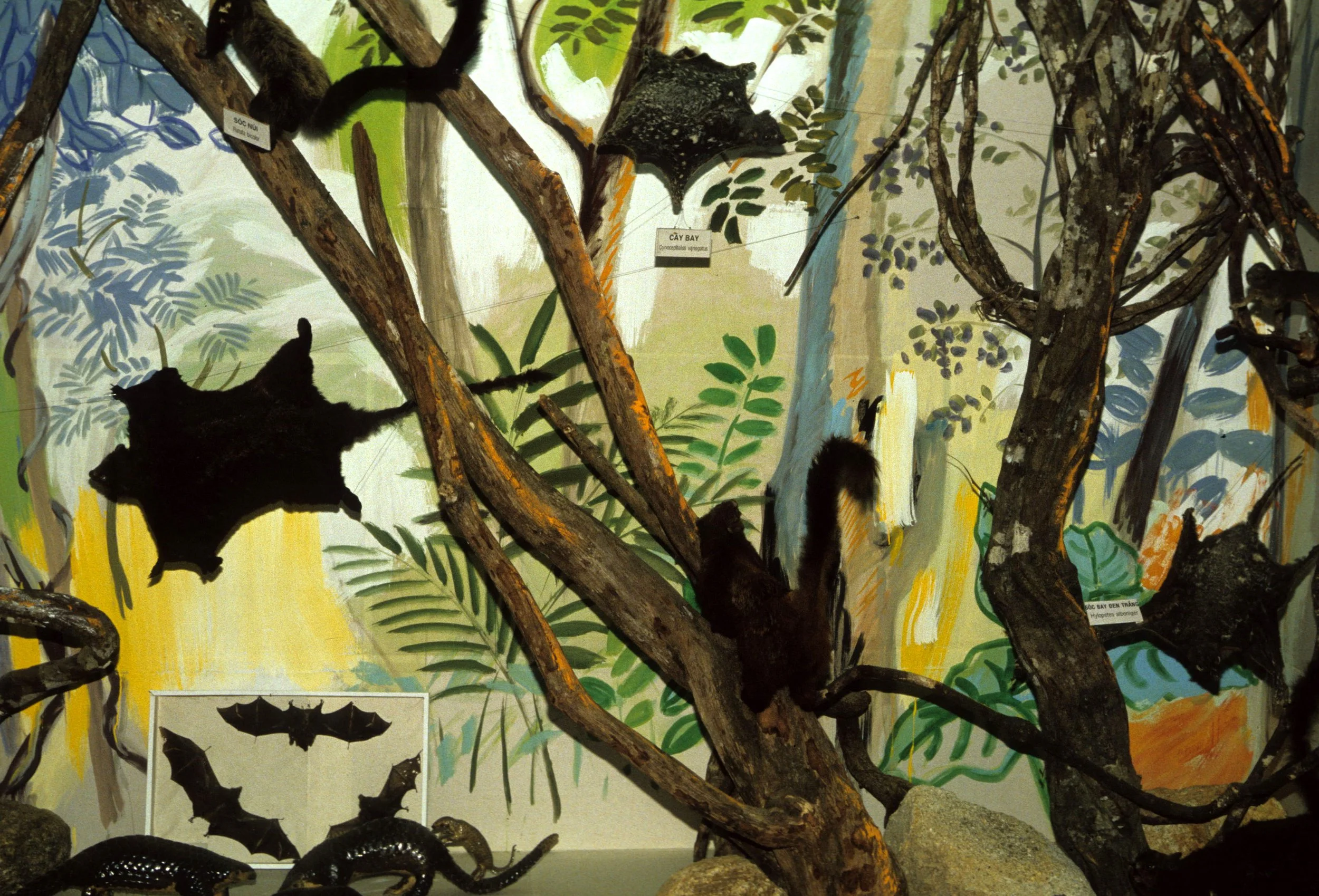 VIET NAM - ANIMAL SPECIMENS (11).jpg