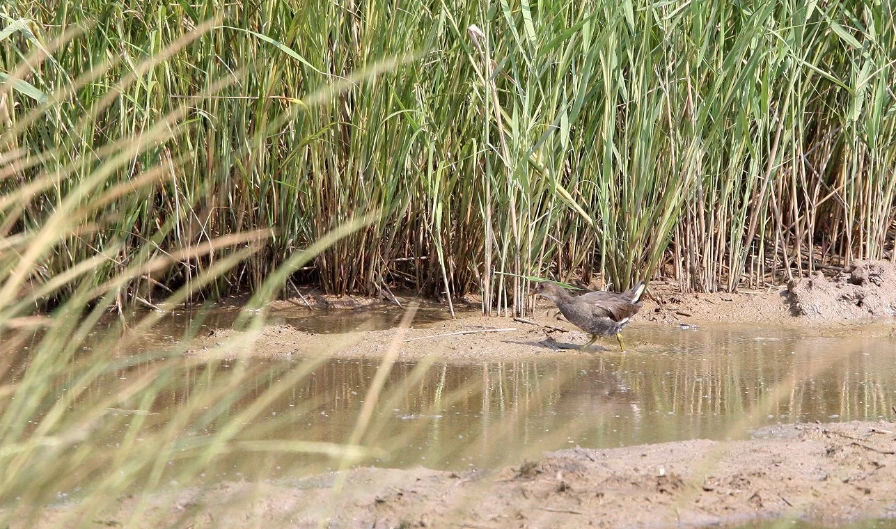Common Moorhen (Gallinula chloropus) Chongming Island China (16).JPG