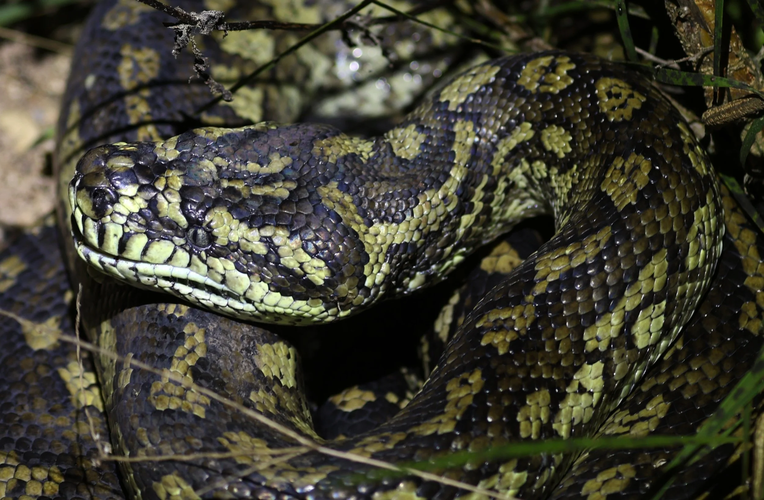 Carpet Python (Morelia spilota) Mount Hypipamee Crater NP & Vicinity - Queensland (10).jpg