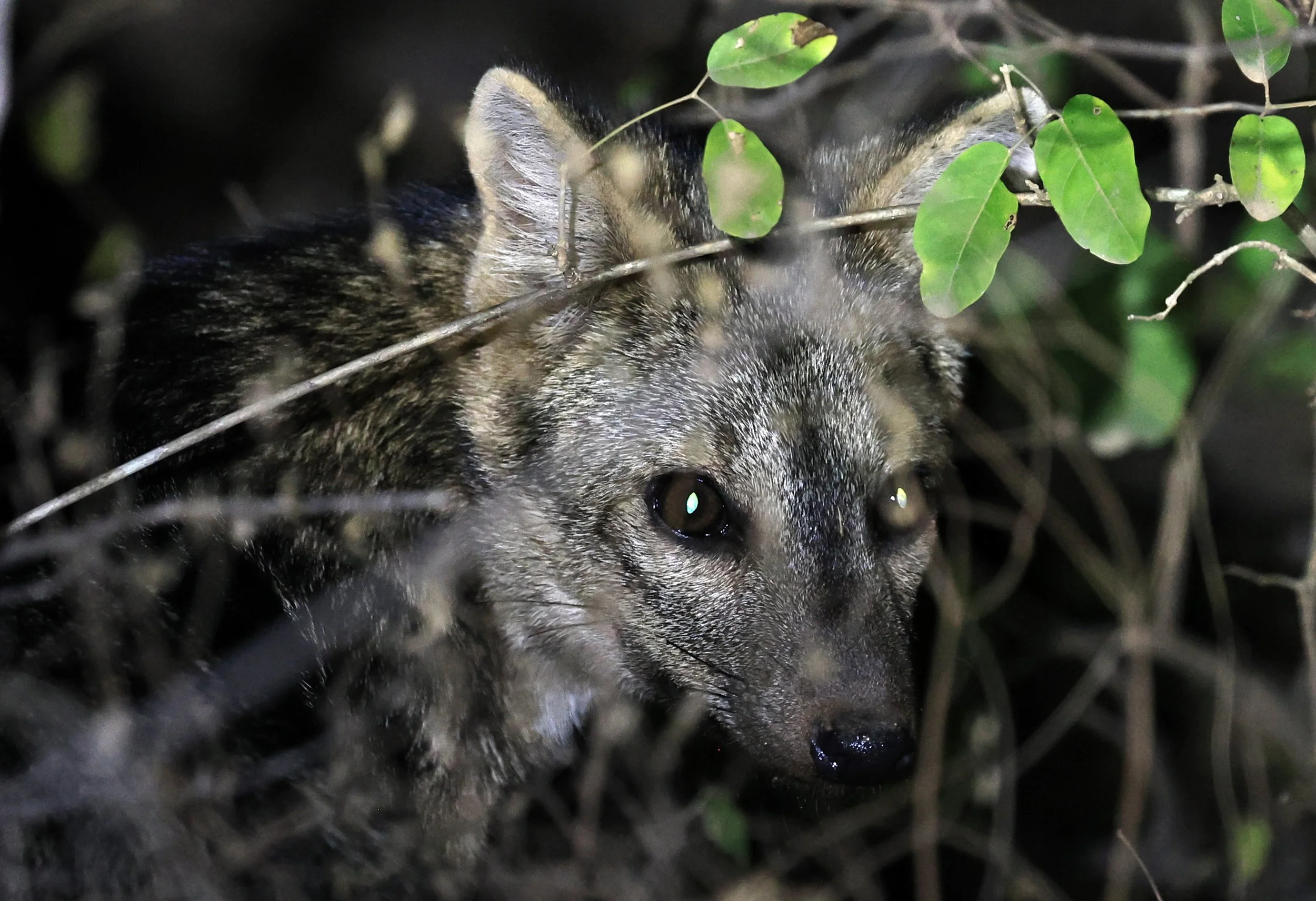 Crab-eating Fox (Cerdocyon thous) Agua Dulce Paraguay (67).jpg
