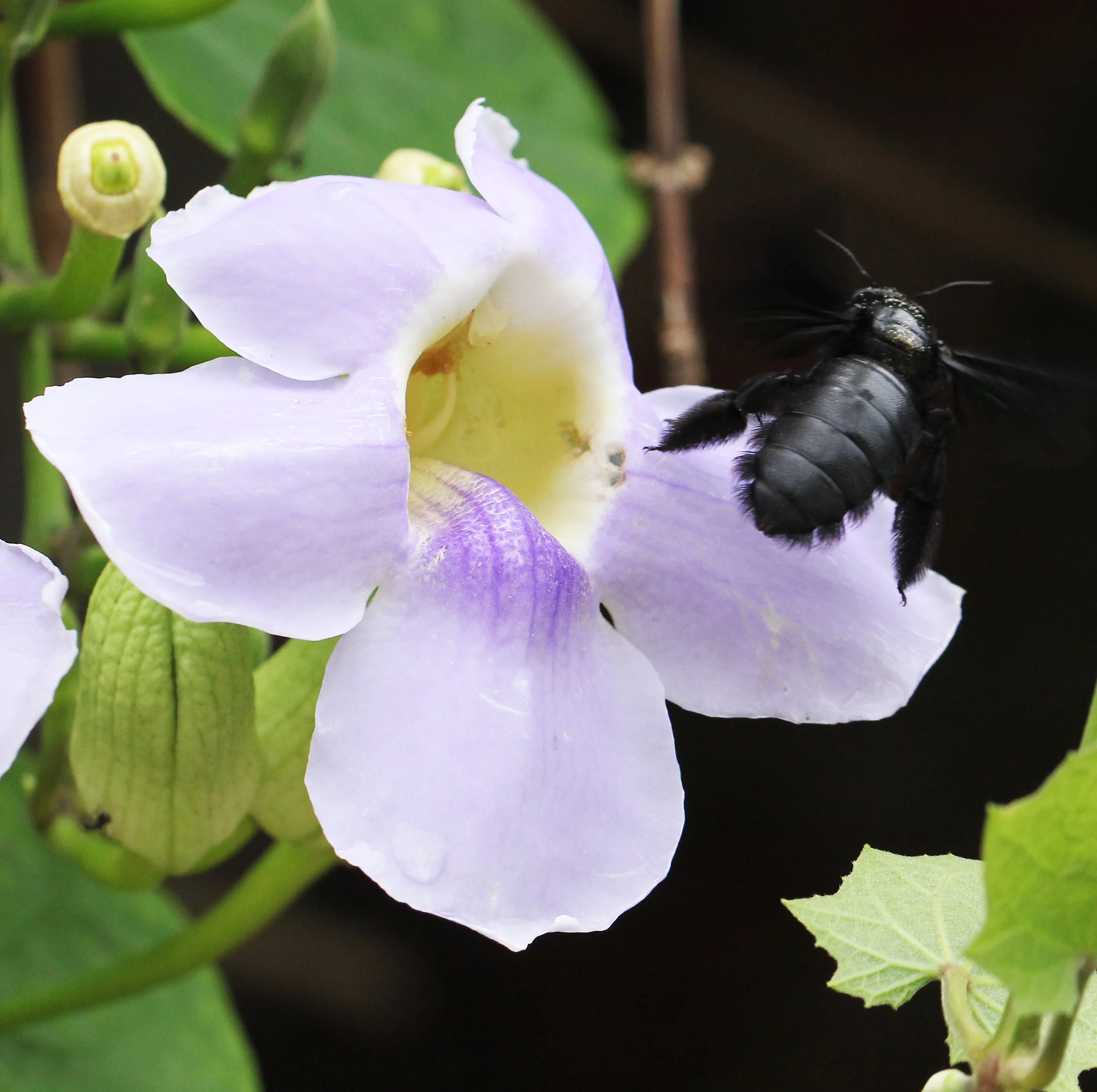 2015 Koh Lanta Summer Misc Images (137).JPG