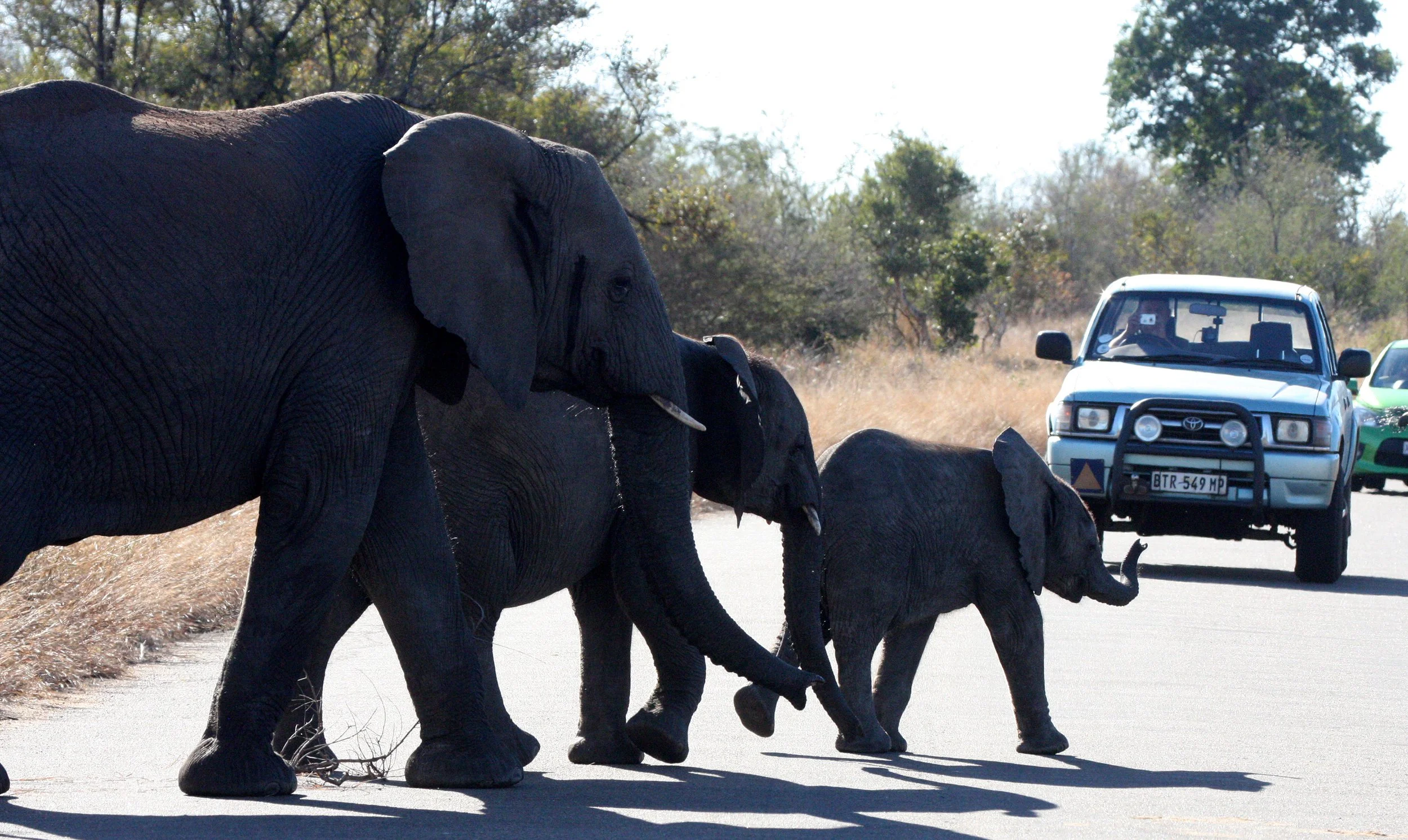 ELEPHANT - AFRICAN ELEPHANT - KRUGER NATIONAL PARK SOUTH AFRICA (42).JPG