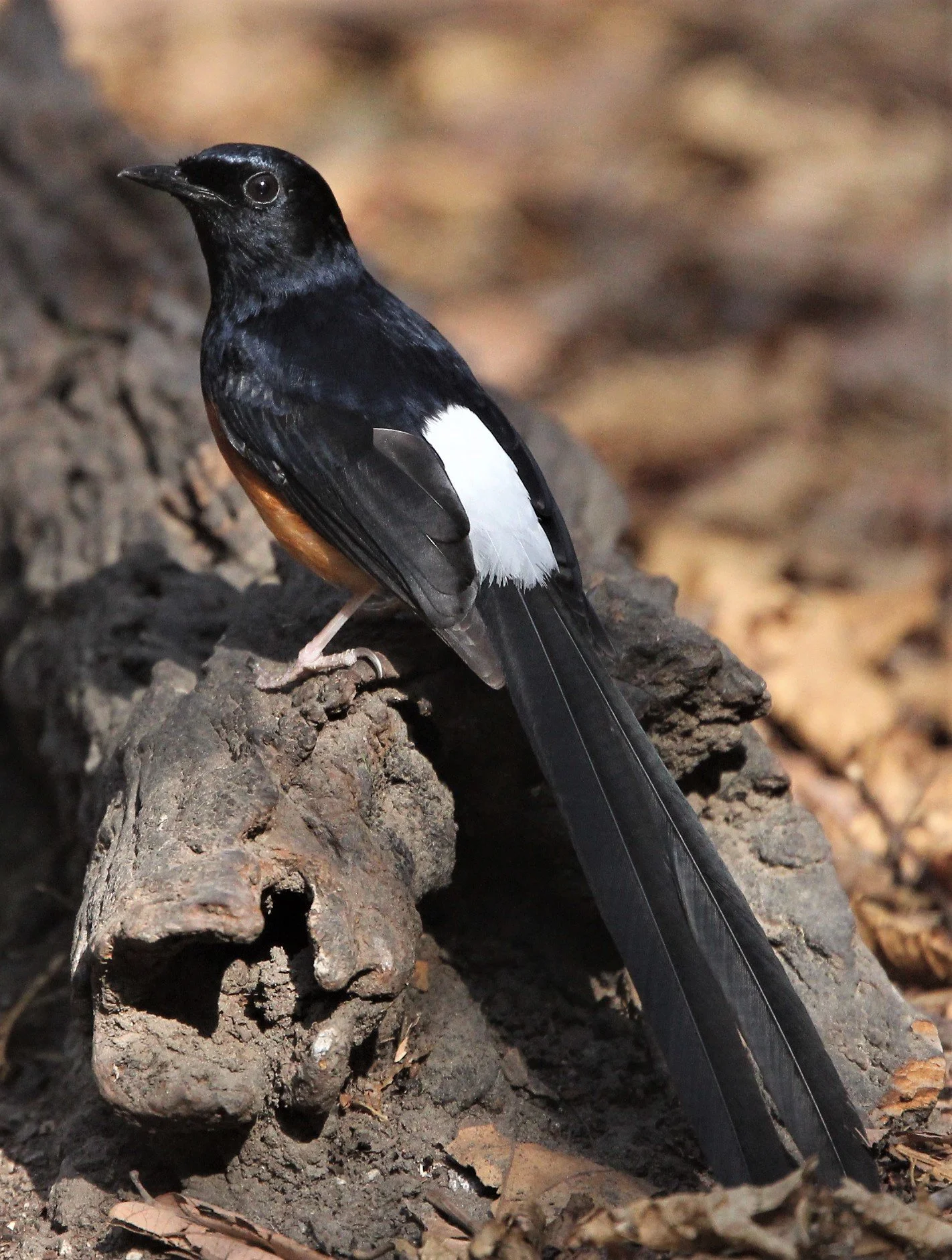BIRD - WHITE-RUMPED SHAMA - KAENG KRACHAN C.jpg