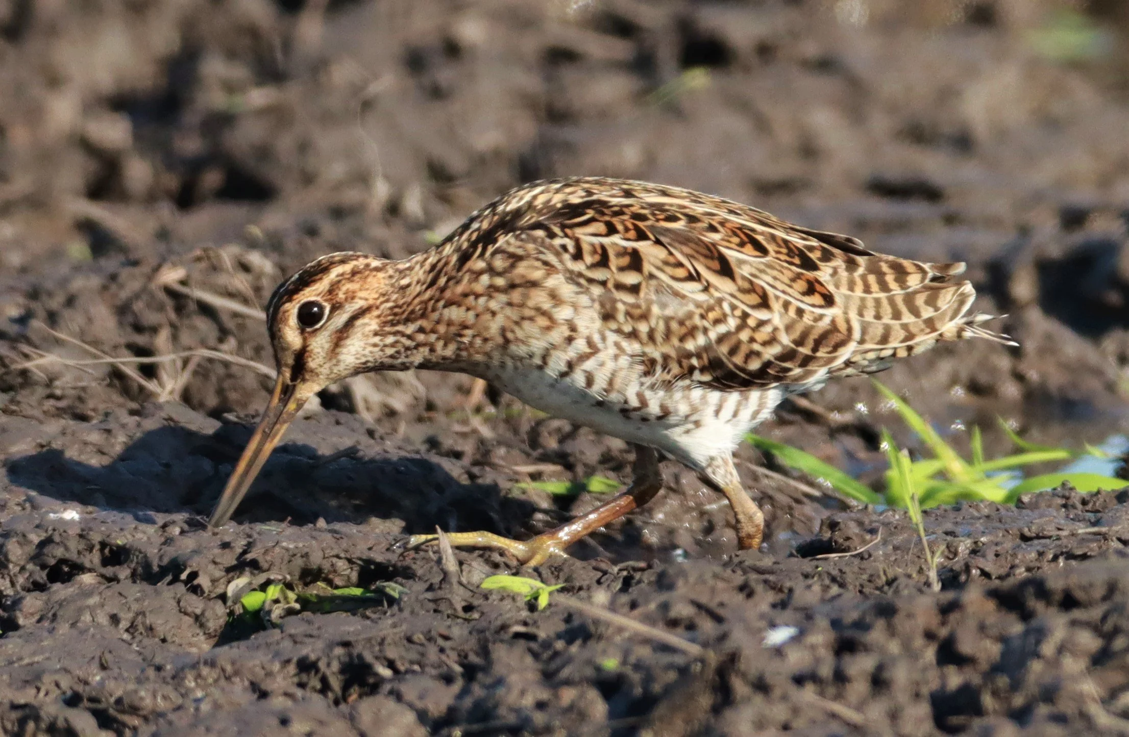SNIPE - PINTAIL SNIPE - Gallinago stenura - PATHUM THANI RICE RESEARCH CENTER AUGUST 24 2021 (149).jpg