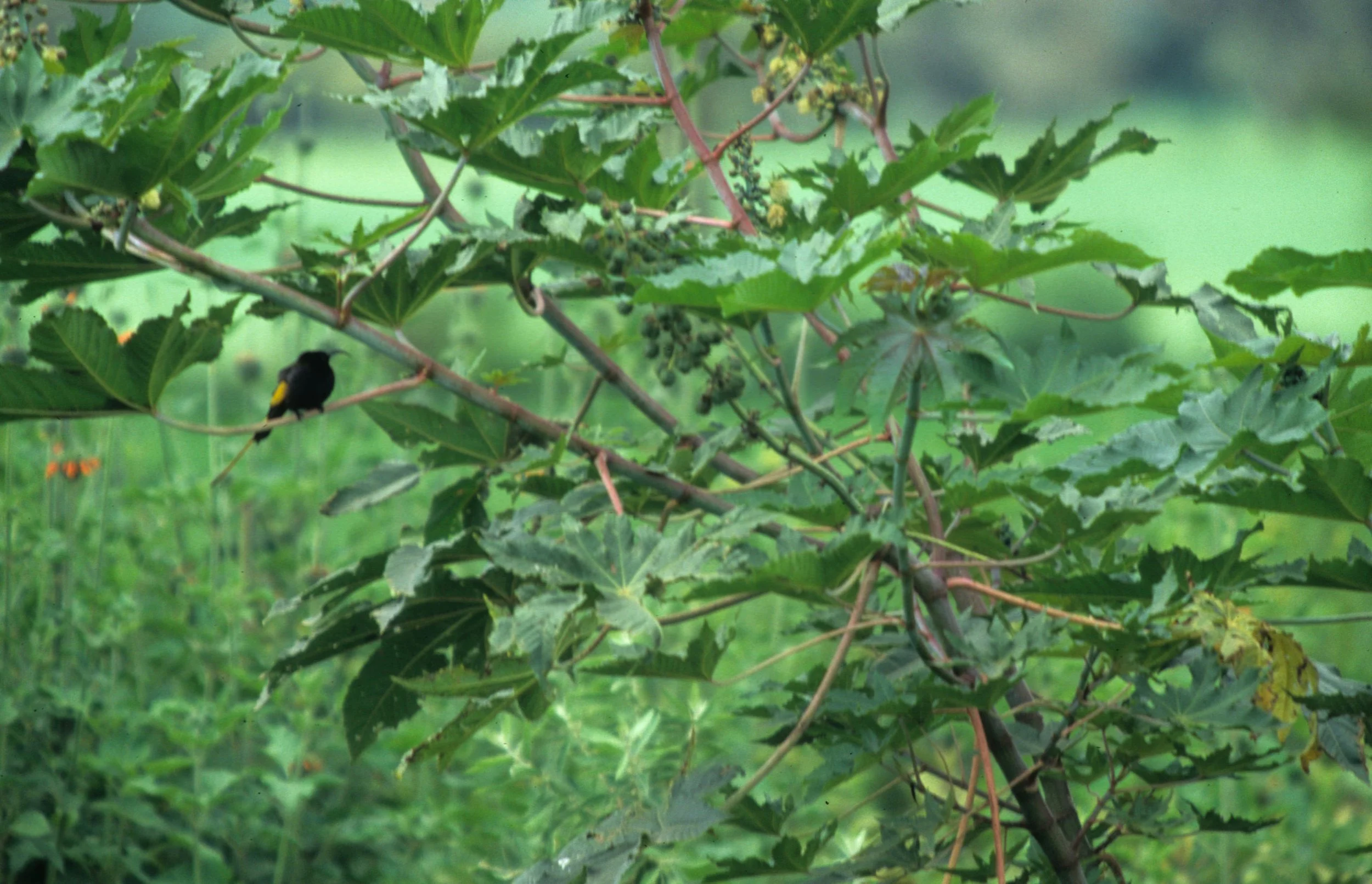 BIRDS - SUNBIRD - GOLDENWINGED - KENYA C.jpg