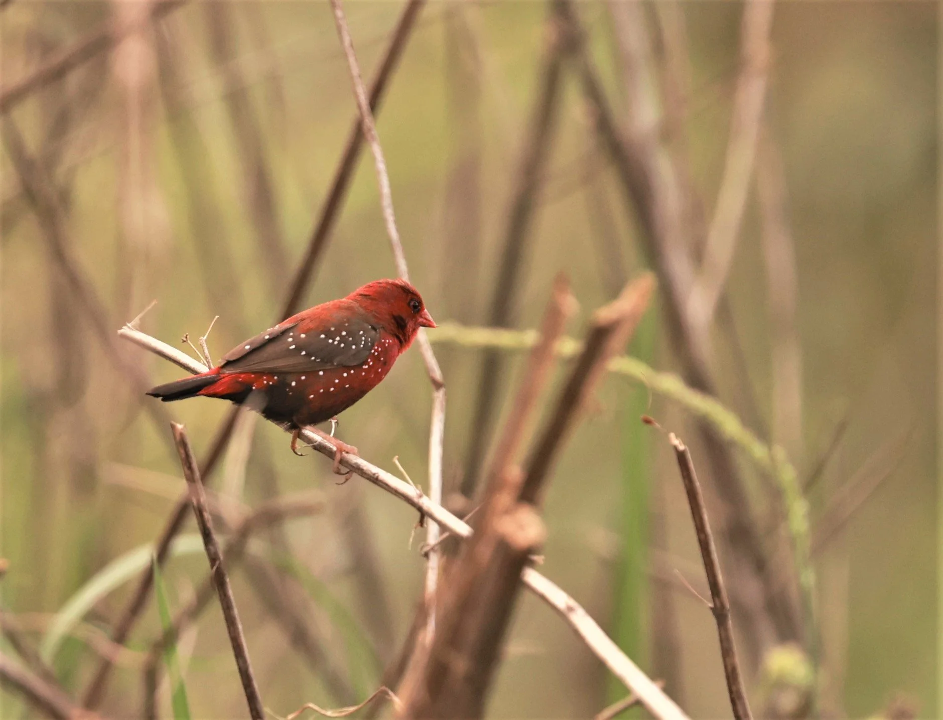 RED AVADAVAT - Amandava amandava - PATHUM THANI RICE RESEARCH CENTER 07 JAN 2023 (19).jpg