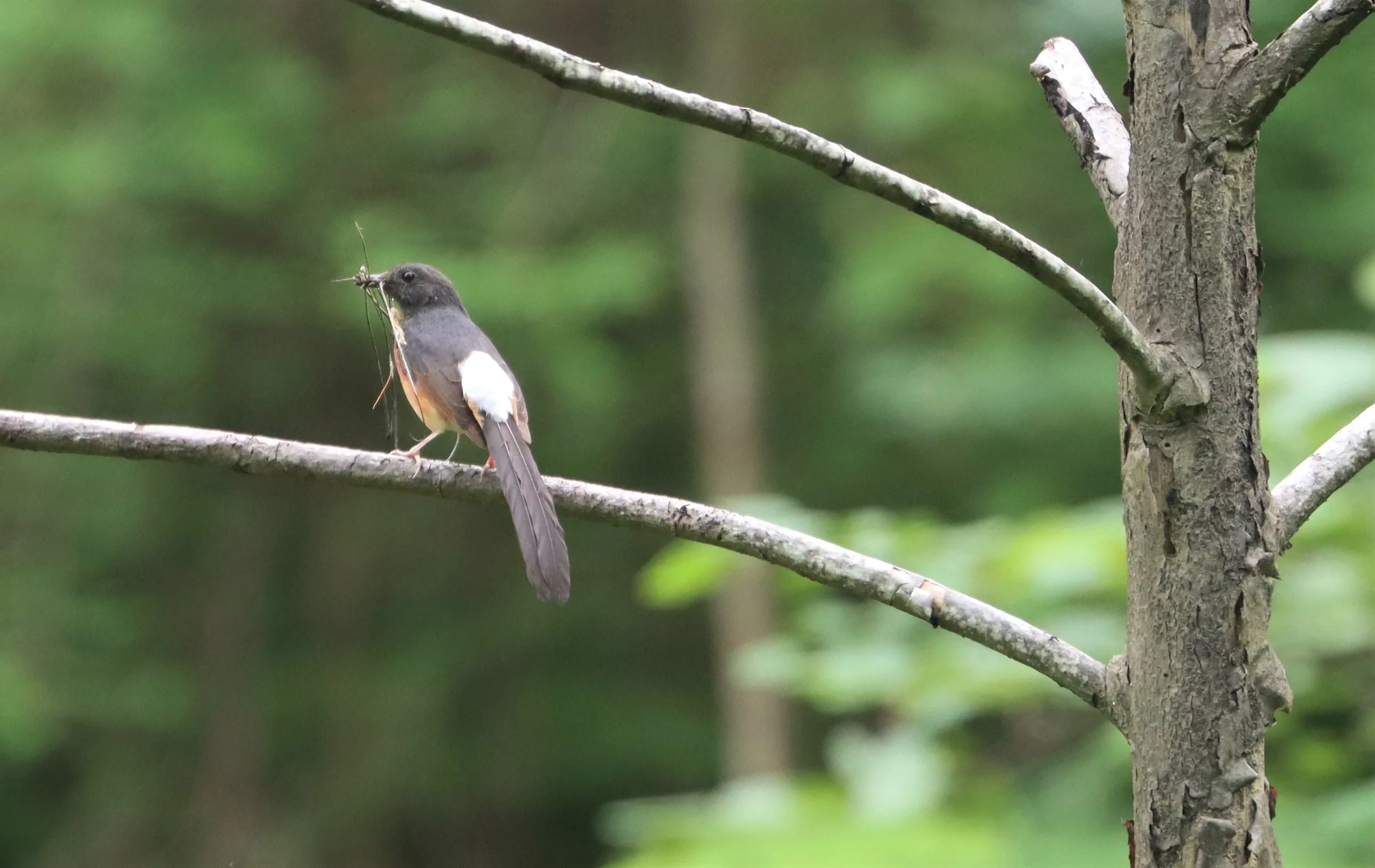 SHAMA - WHITE-RUMPED SHAMA - Copsychus malabaricus - KAENG KRACHAN  (1).jpg
