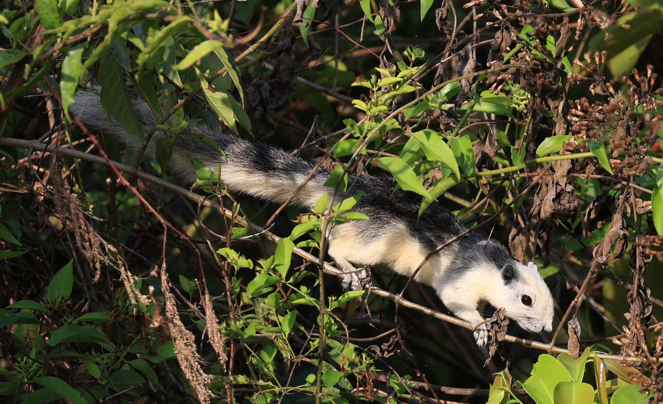 Finlayson's squirrel (Callosciurus finlaysonii bocourti) Khao Yai National Park (3).JPG