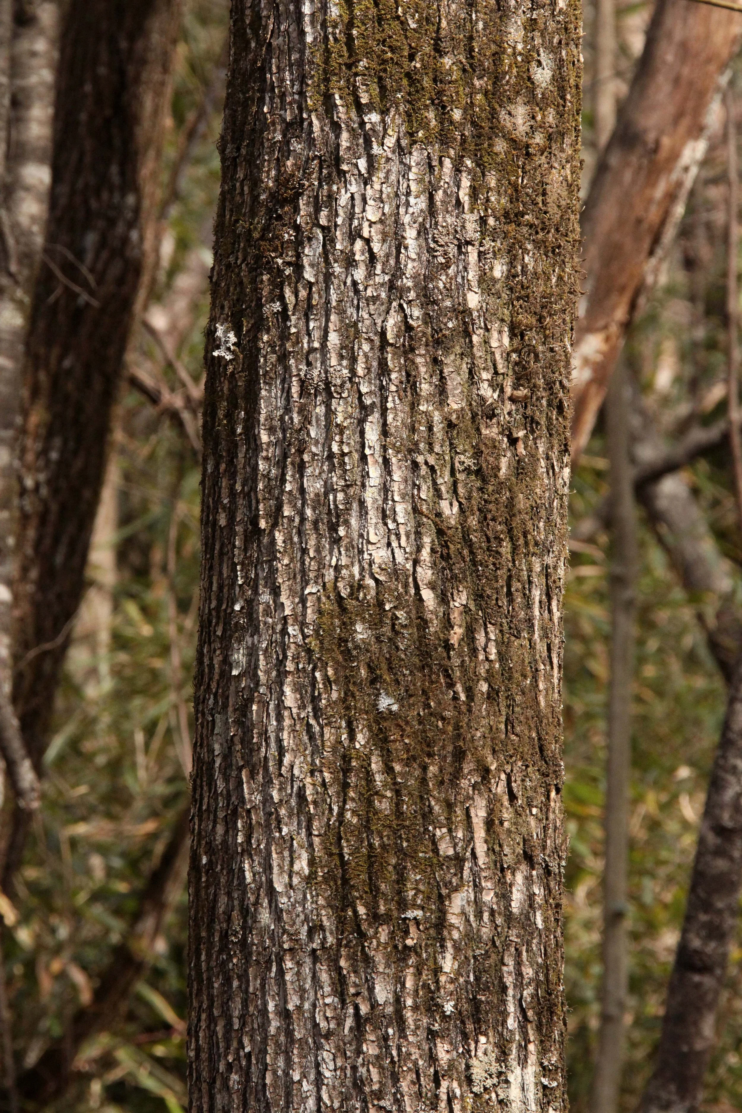 FOPING NATURE RESERVE - SHAANXI PROVINCE CHINA (256).JPG