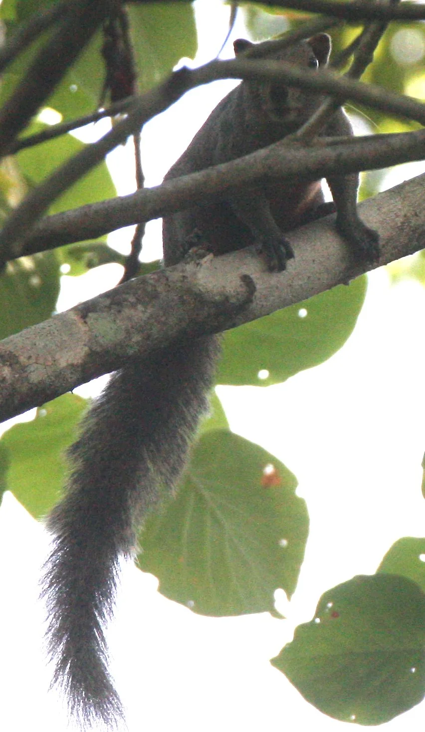 Callosciurus erythraeus erythraeus - PALLAS'S SQUIRREL - KHAO BAN DAI - HUAI KHA KHAENG NATURE RESERVE THAILAND (39).JPG