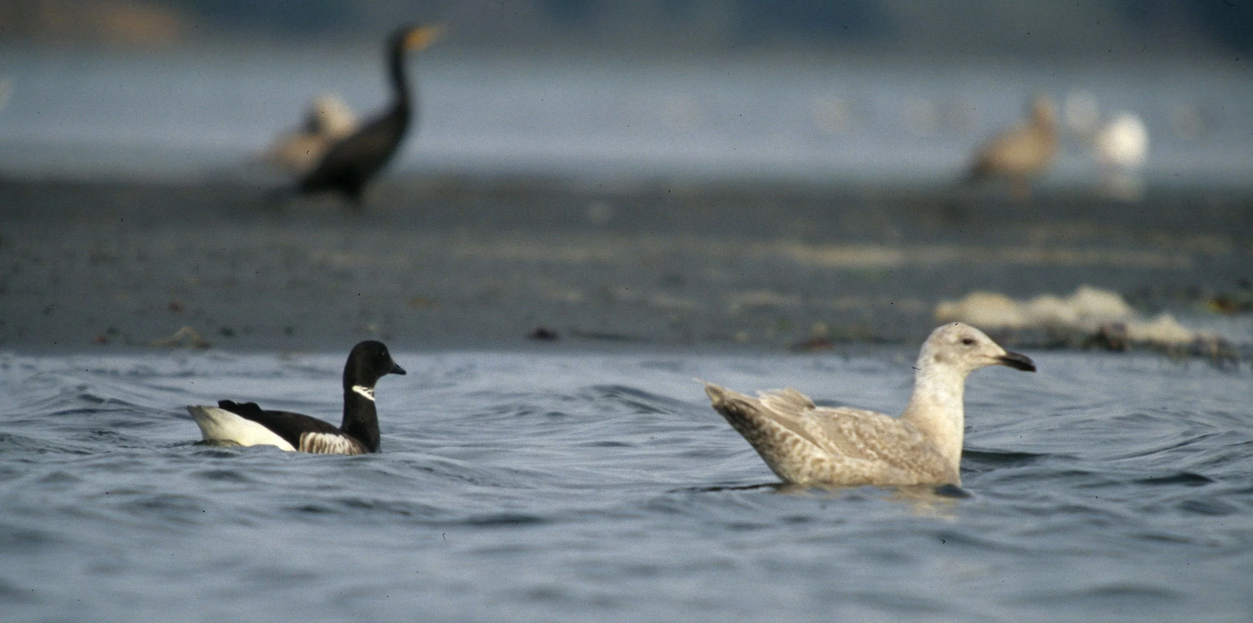 BIRD - GOOSE - BRANT WITH GLAUCOUS-WINGED GULL.jpg