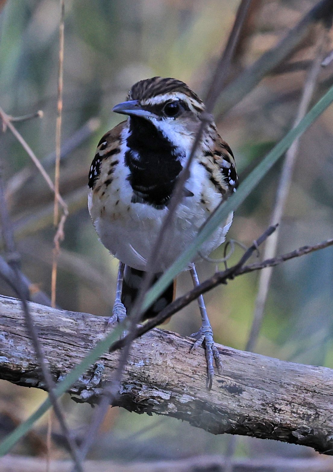 Stripe-backed Antbird (Myrmorchilus strigilatus) Agua Dulce Paraguay (17).jpg