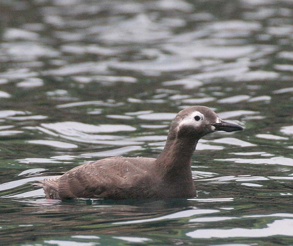 Cepphus carbo - SPECTACLED GUILLEMOT - MONERON ISLAND RUSSIA (26).jpg