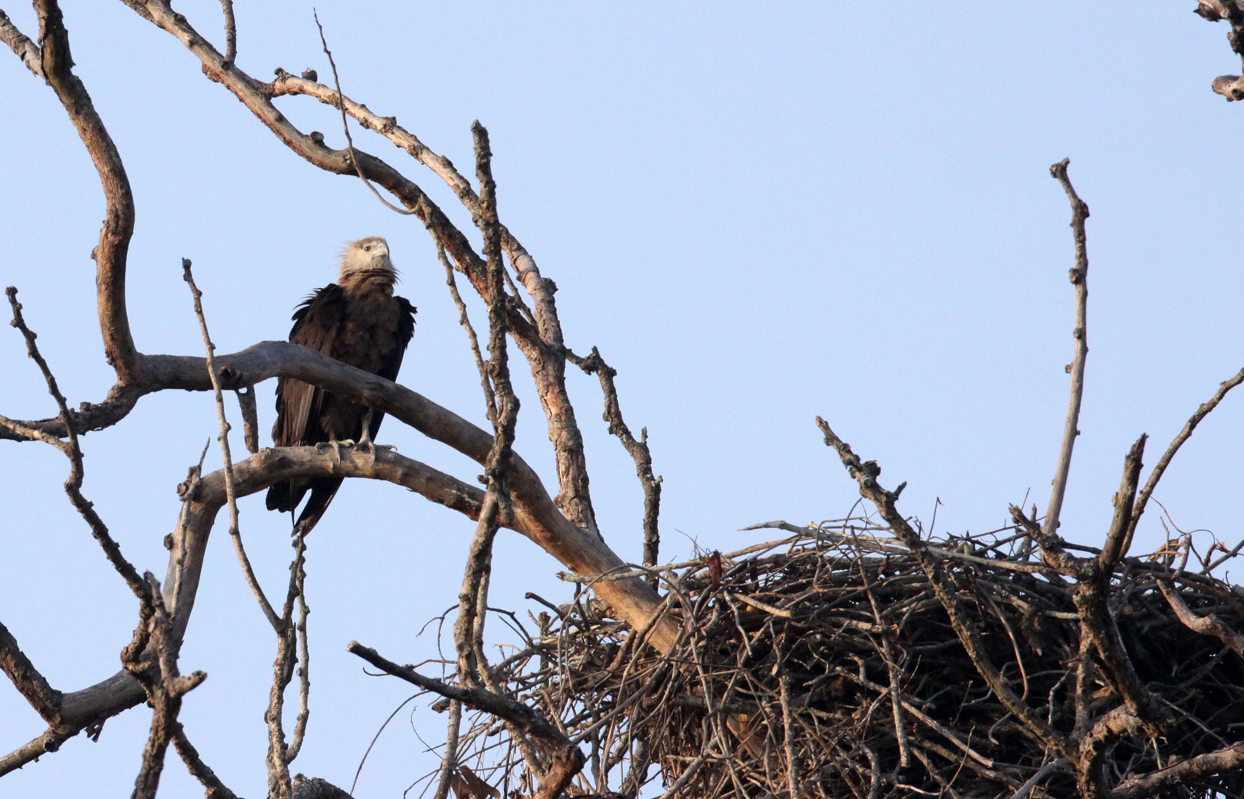 Haliaeetus leucoryphus - PALLAS'S FISH EAGLE - KAZIRANGA NATIONAL PARK ASSAM INDIA (15).JPG