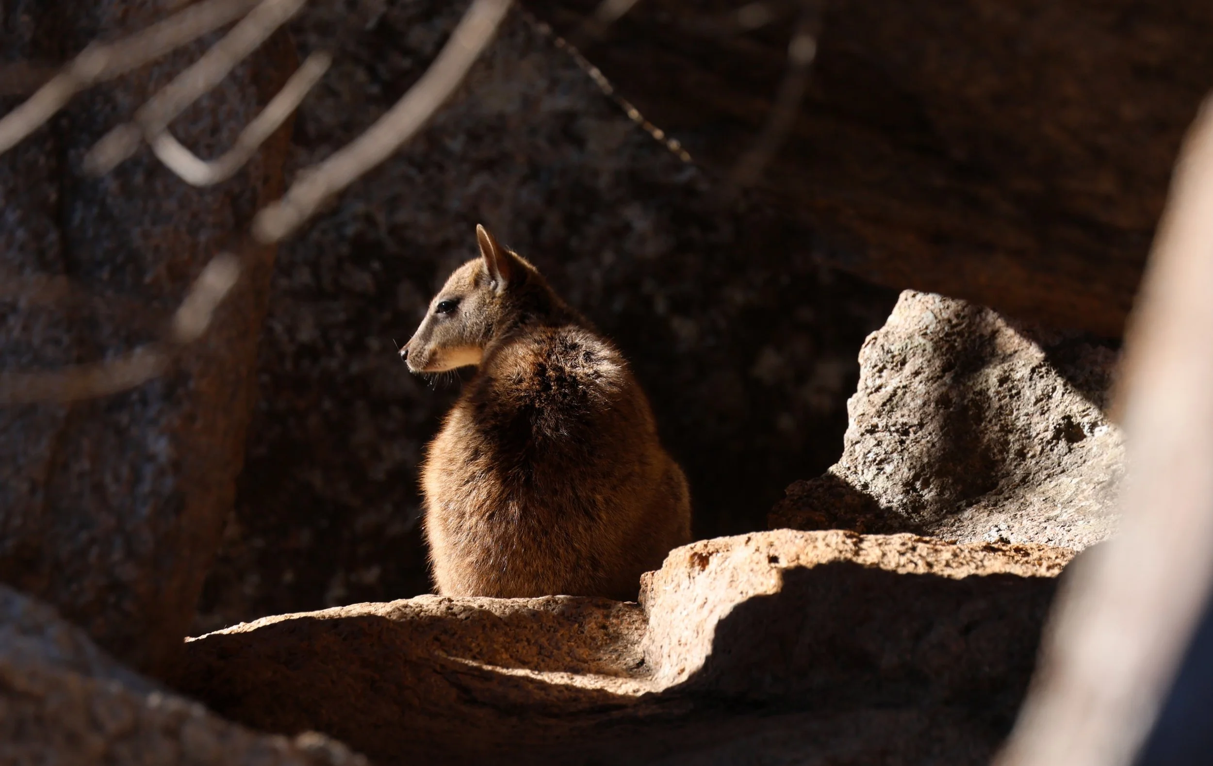 Allied Rock Wallaby (Petrogale assimilis) Magnetic Island - Queensland