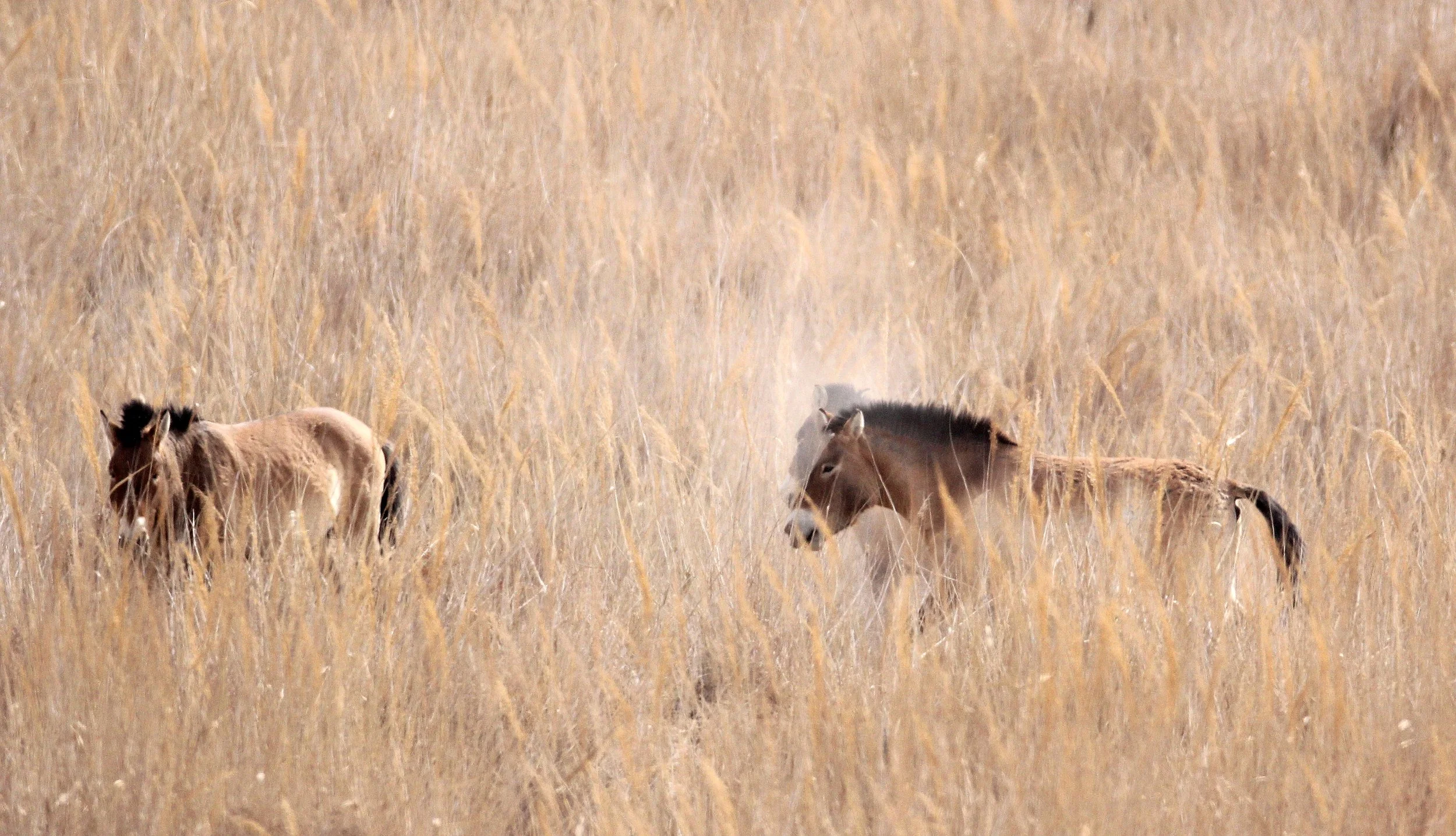 Equus ferus przewalskii - PRZEWALSKI'S HORSE - DUNHUANG XIFU NATIONAL NATURE RESERVE - GANSU CHINA  (20).JPG