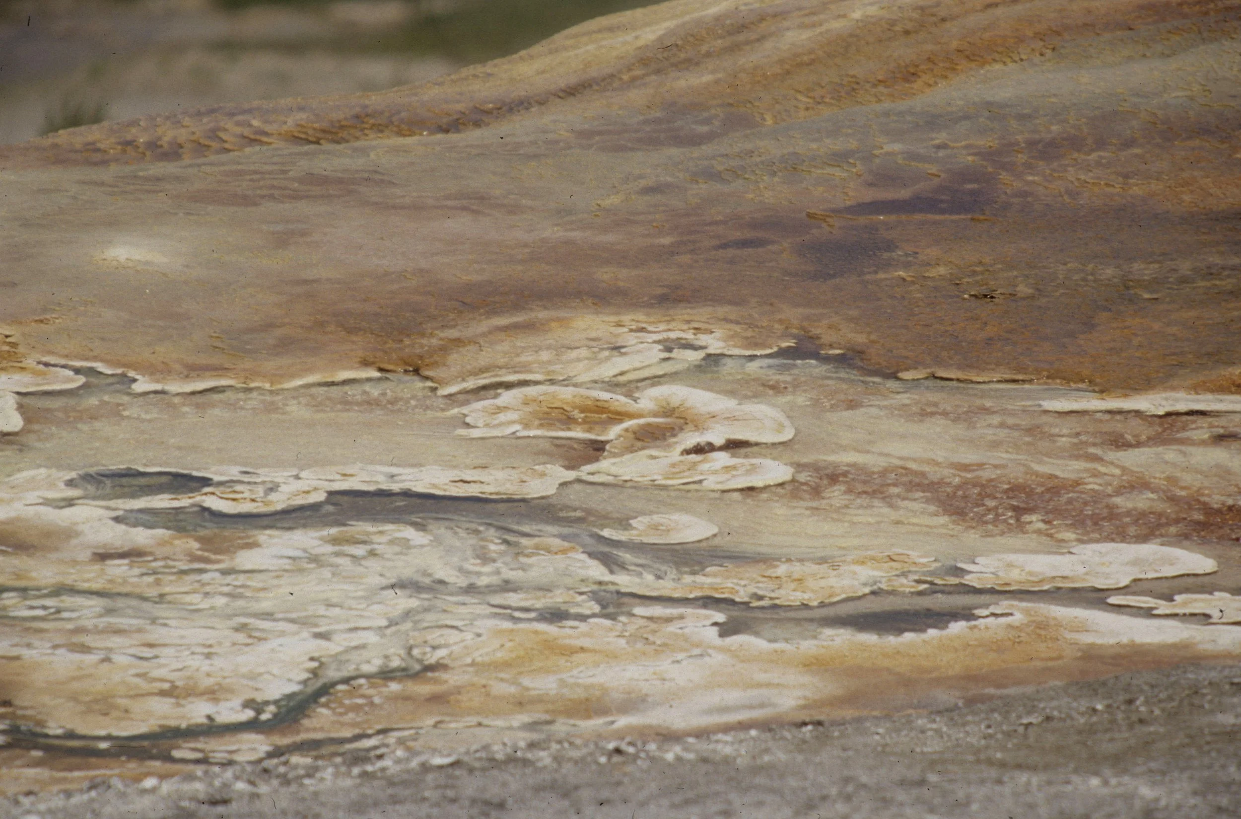 YELLOWSTONE - MAMMOTH HOTSPRINGS J.jpg
