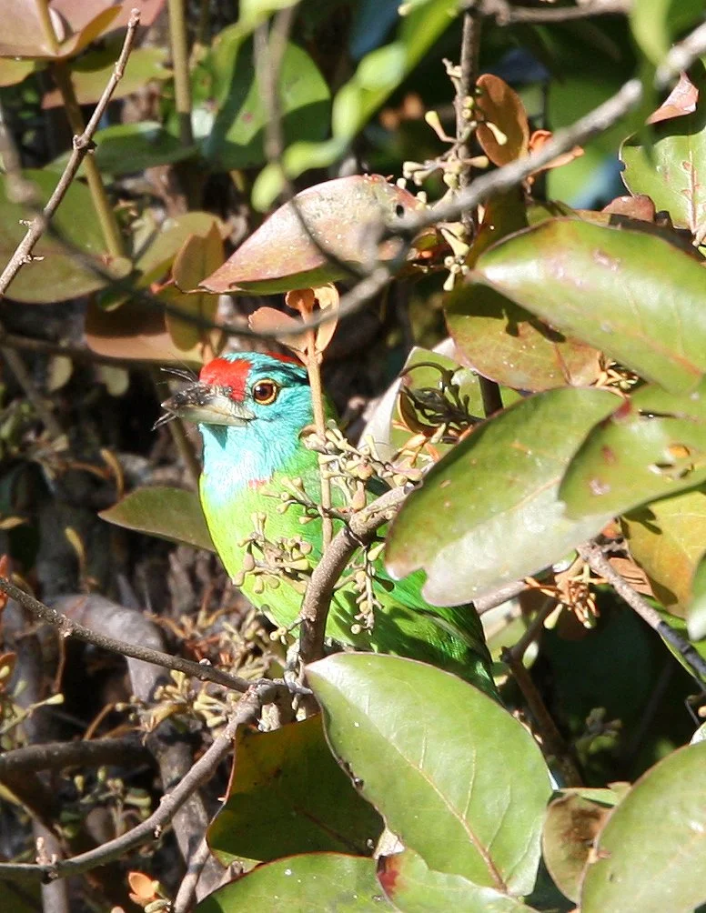BARBET - BLUE-THROATED BARBET - Megalaima asiatica - KAENG KRACHAN NP THAILAND (8).JPG