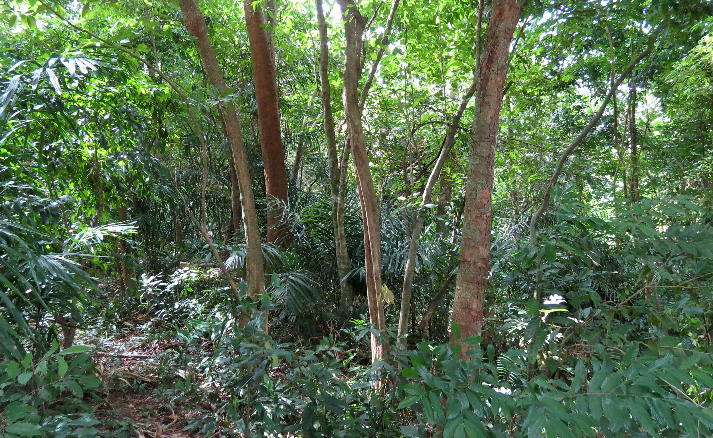 2014 Koh Lanta Build (98).JPG