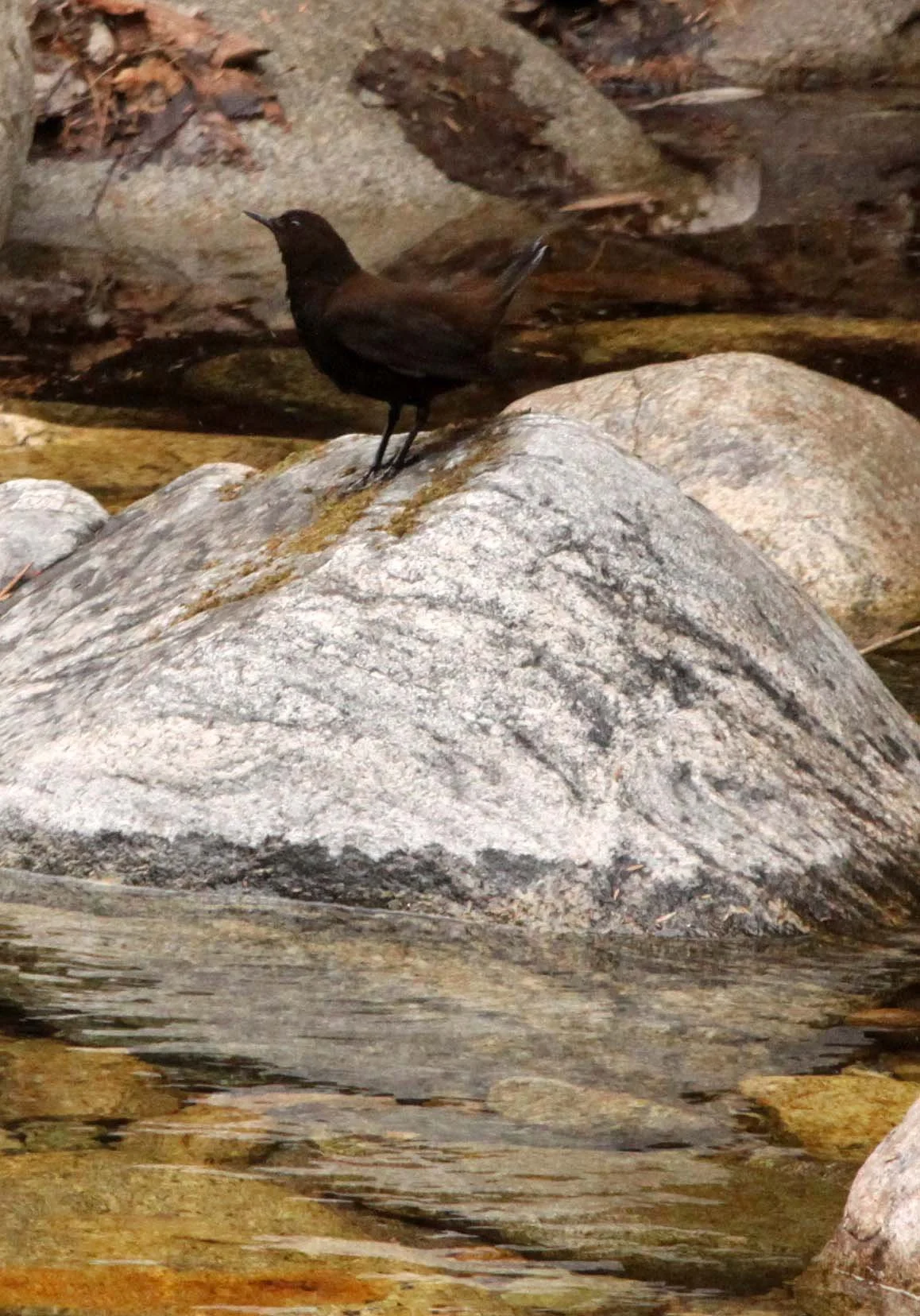 Brown dipper (Cinclus pallasii) Foping Nature Reserve Shaanxi China (13).JPG