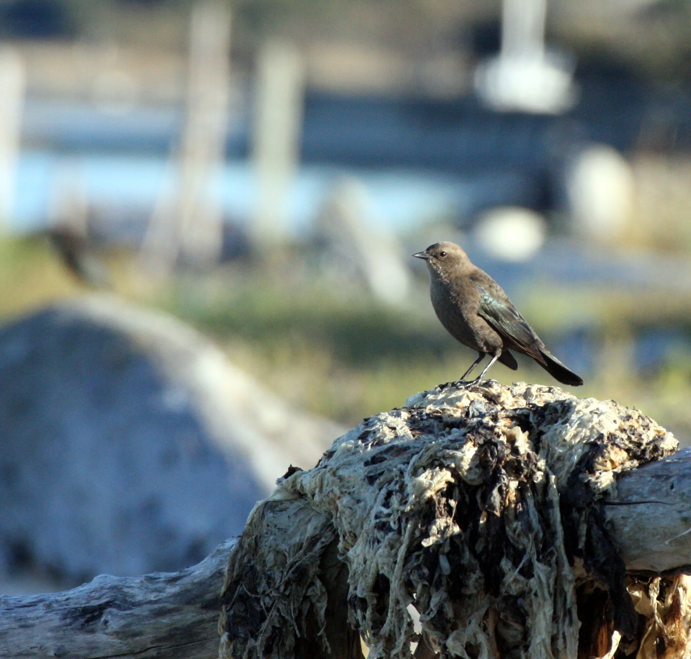 Brewer's Blackbird (Euphagus cyanocephalus) Dungeness Sequim Washington (3).JPG