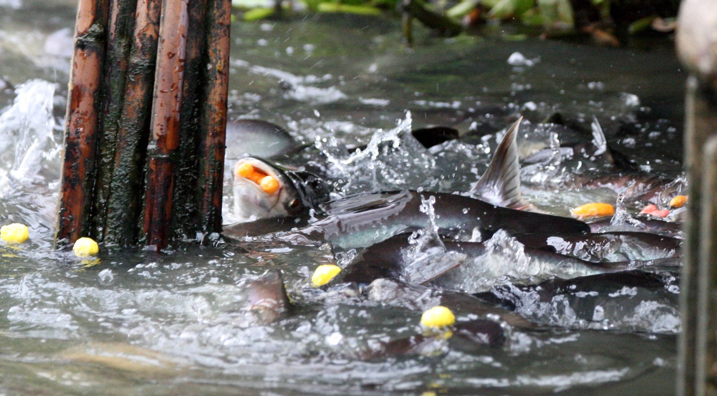 Pangasiidae - Striped catfish (Pangasianodon hypophthalmus) - Nonthaburi, Thailand - on the Chao Praya River (6).JPG