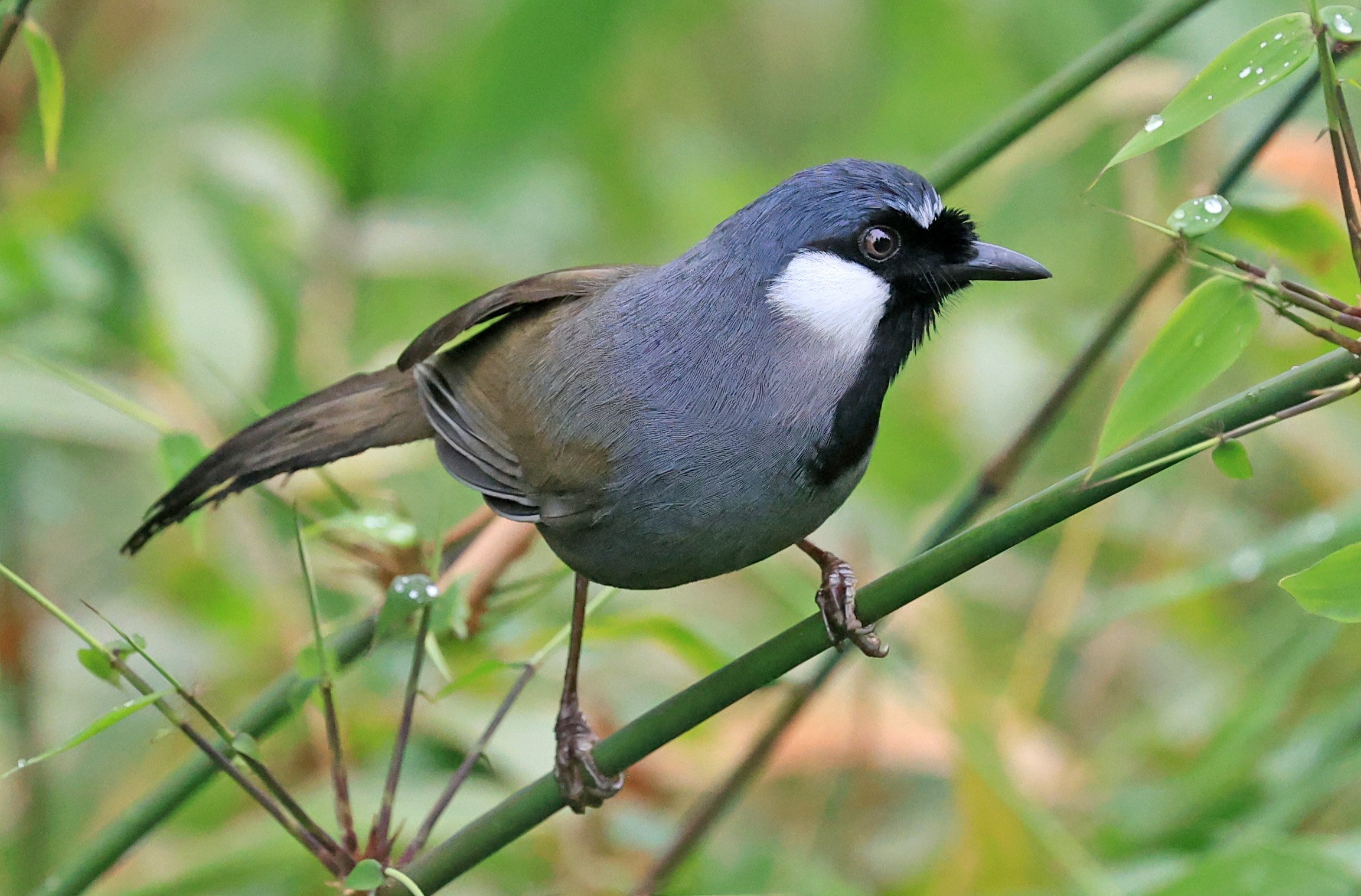 Black-throated Laughingthrush (Pterorhinus chinensis) Khao Yai National Park Feb 2026 Day 2 (44).jpg