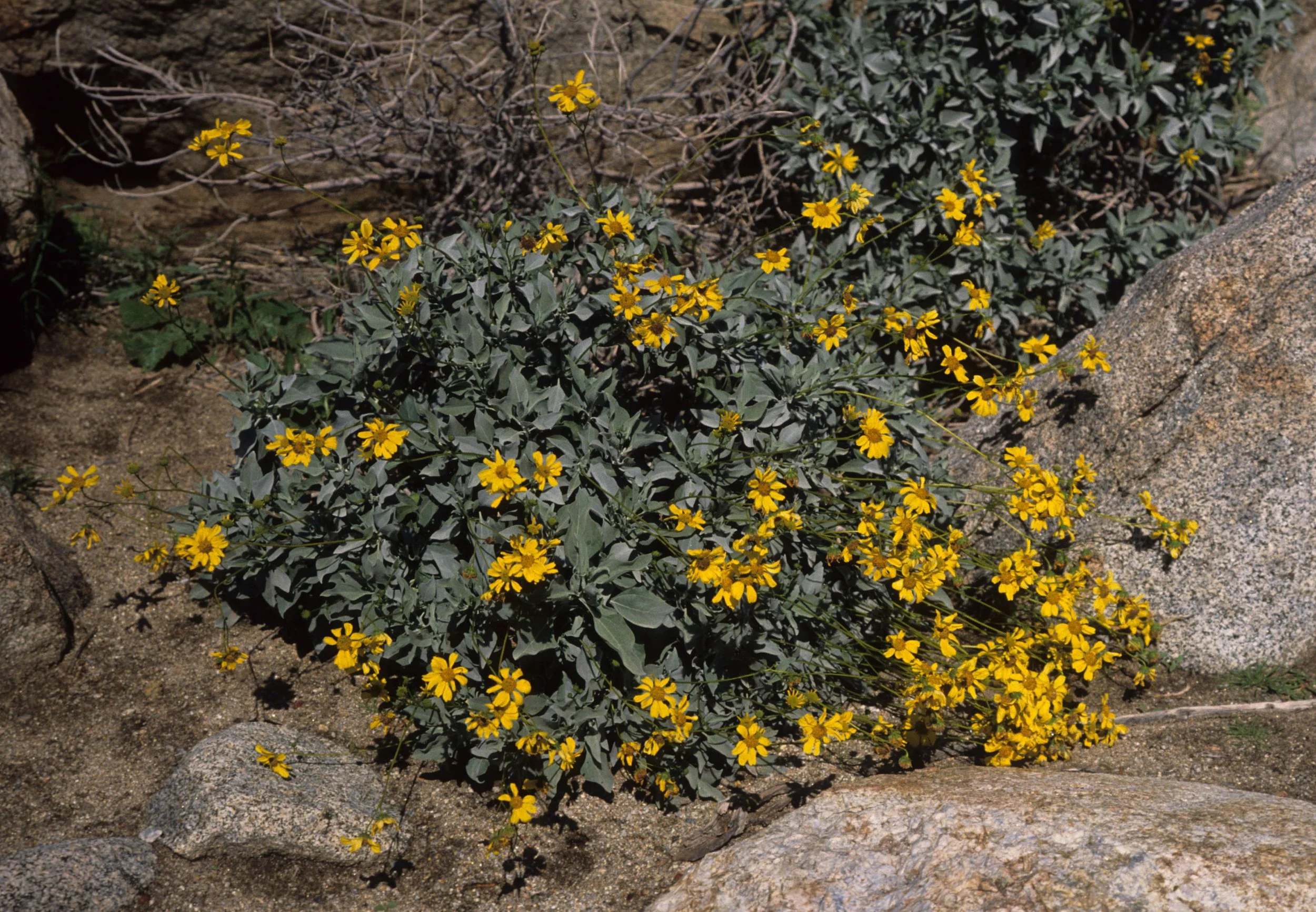 ANZA BORREGO - ASTERACEAE - ENCELIA ACTONI - ACTON ASTER.jpg