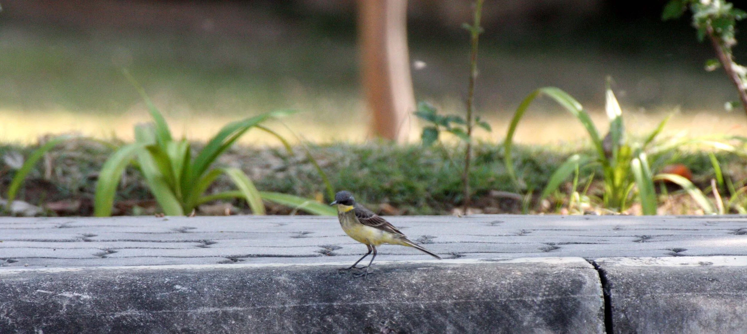 YELLOW WAGTAIL - Motacilla flava - KHAO SAM ROI YOT THAILAND (2).JPG
