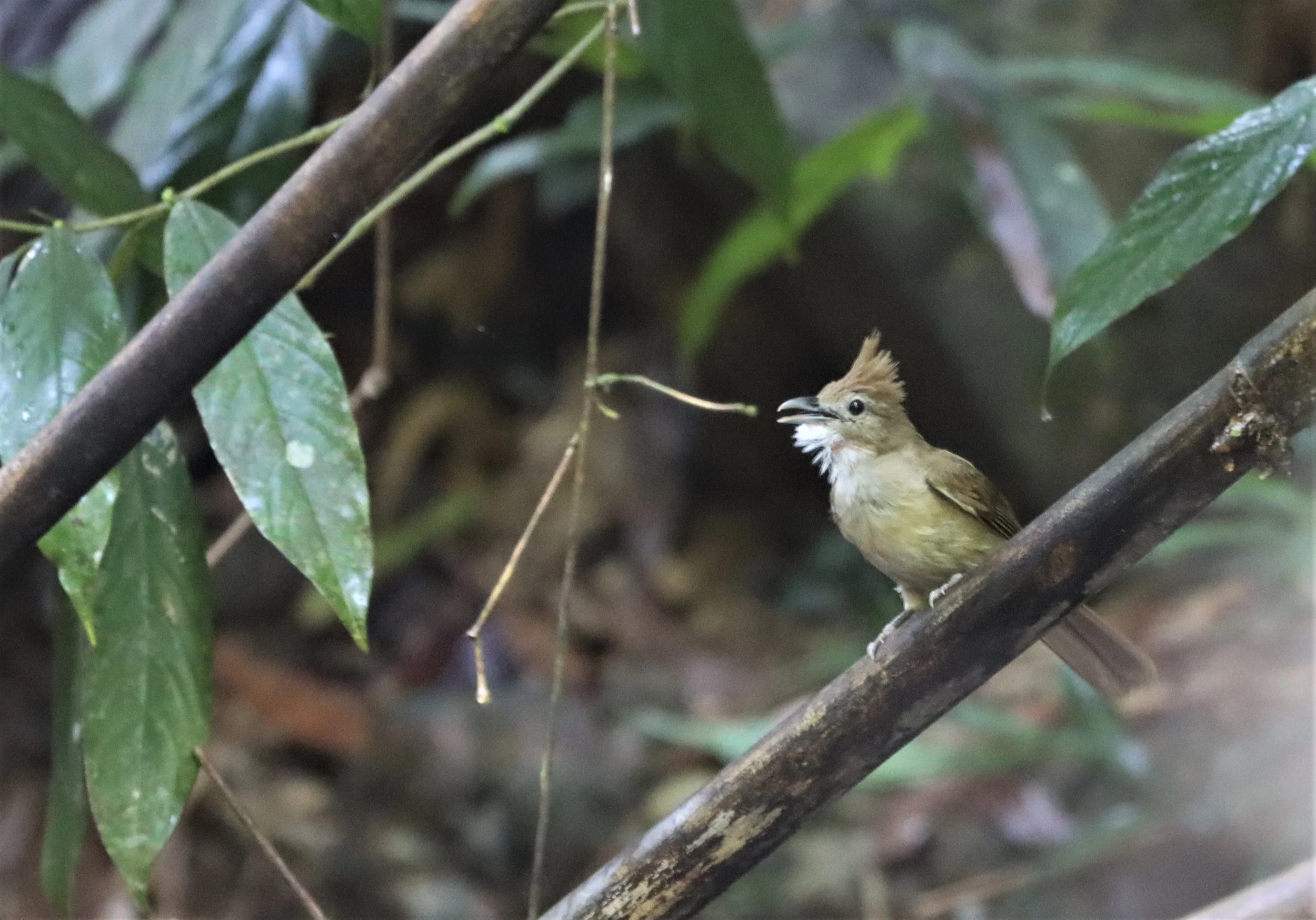 BULBUL - OCHRACEOUS BULBUL - Alophoixus ochraceus - SI PHANG NGA NATIONAL PARK (3).jpg