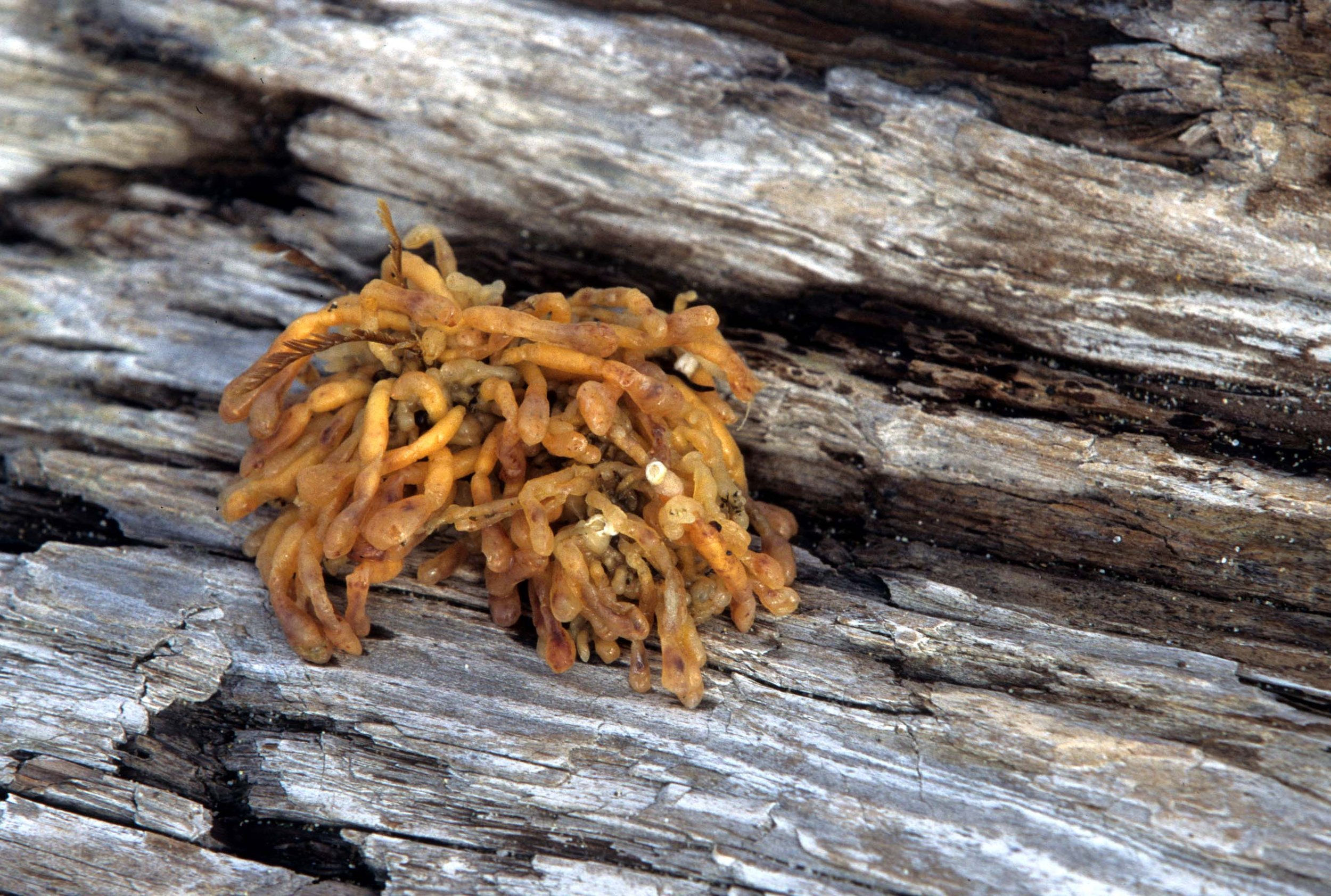 CALIFORNIA - BODEGA BAY - MARINE ALGAE SPECIES (20).jpg