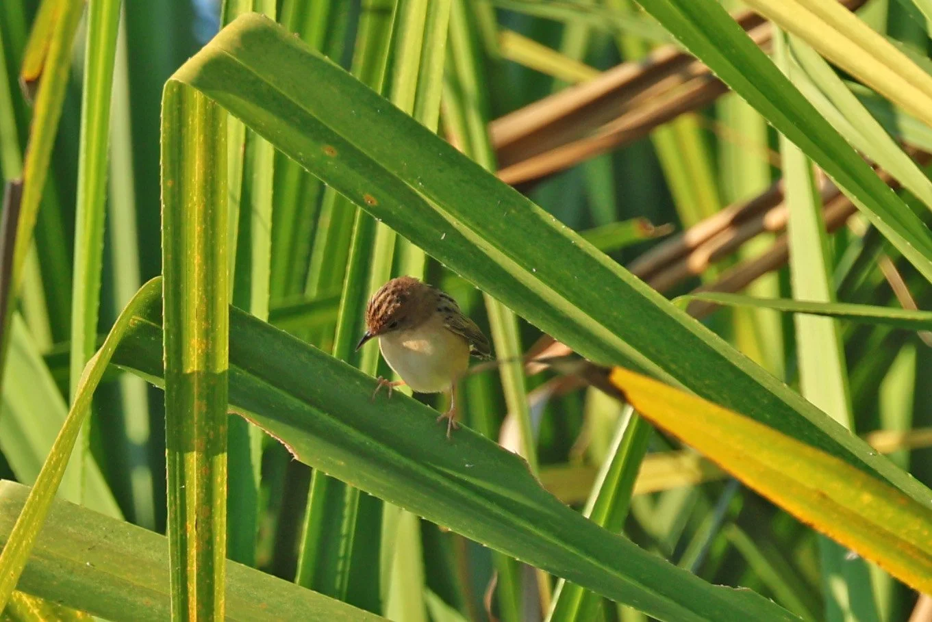 Australian Reed Warbler (Acrocephalus australis) Kakadu NP, Yellow Water Billabong - Northern Territory (5).jpg