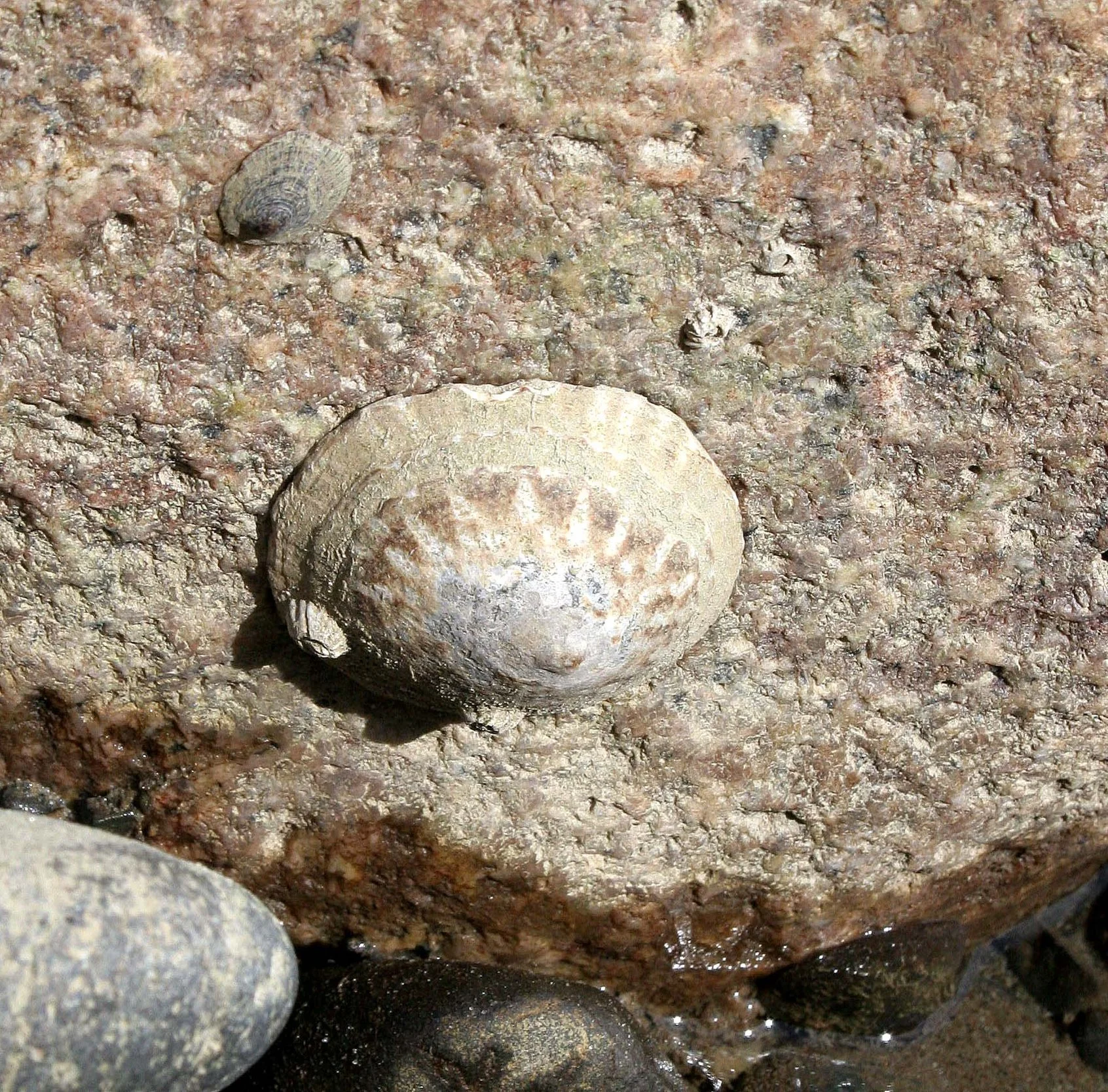 INVERTS - INTERTIDAL - MOLLUSCA - LIMPET - SPECIES C - LAKE FARM BEACH.JPG