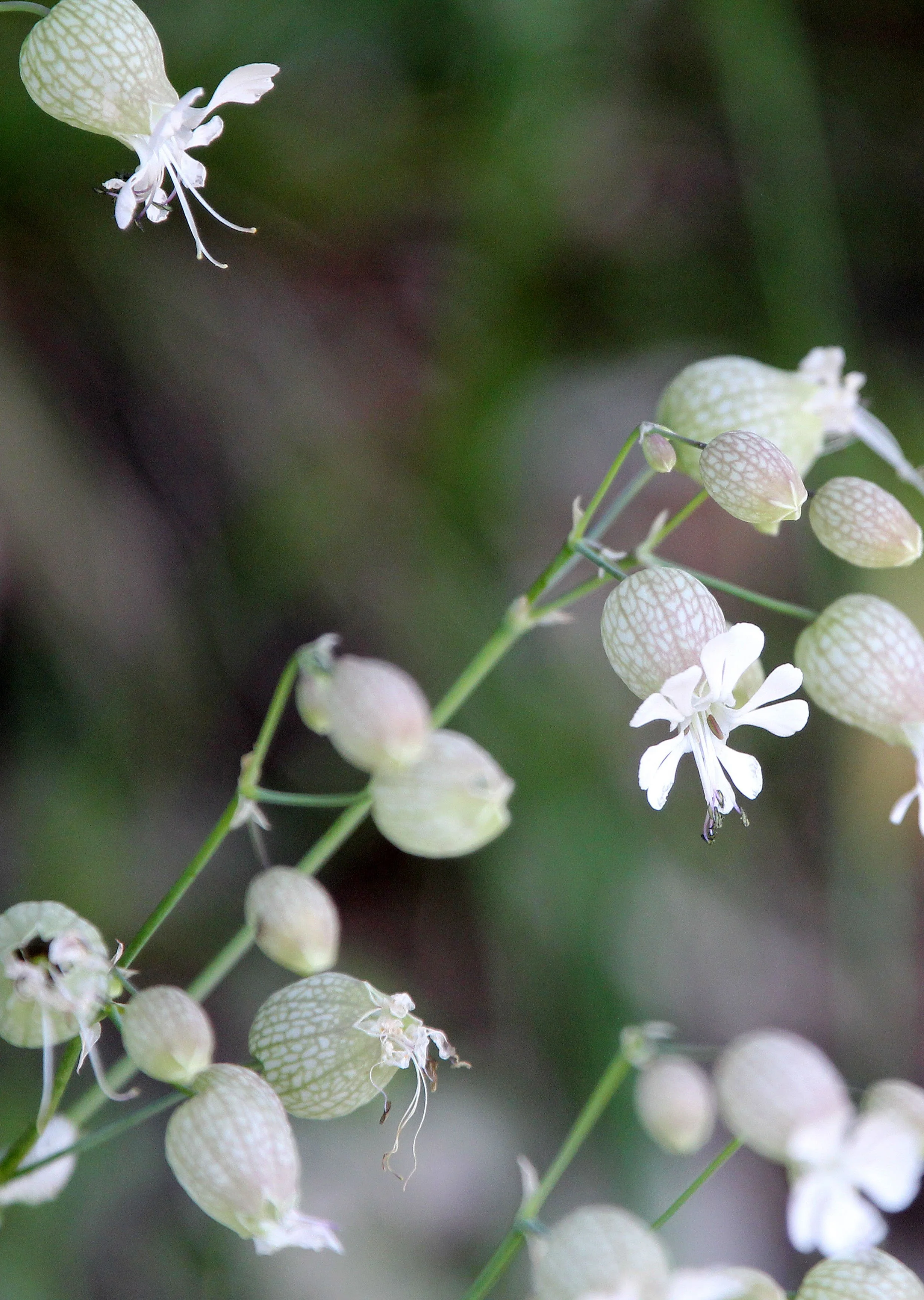 VERCORS NATIONAL PARK FRANCE (45).JPG