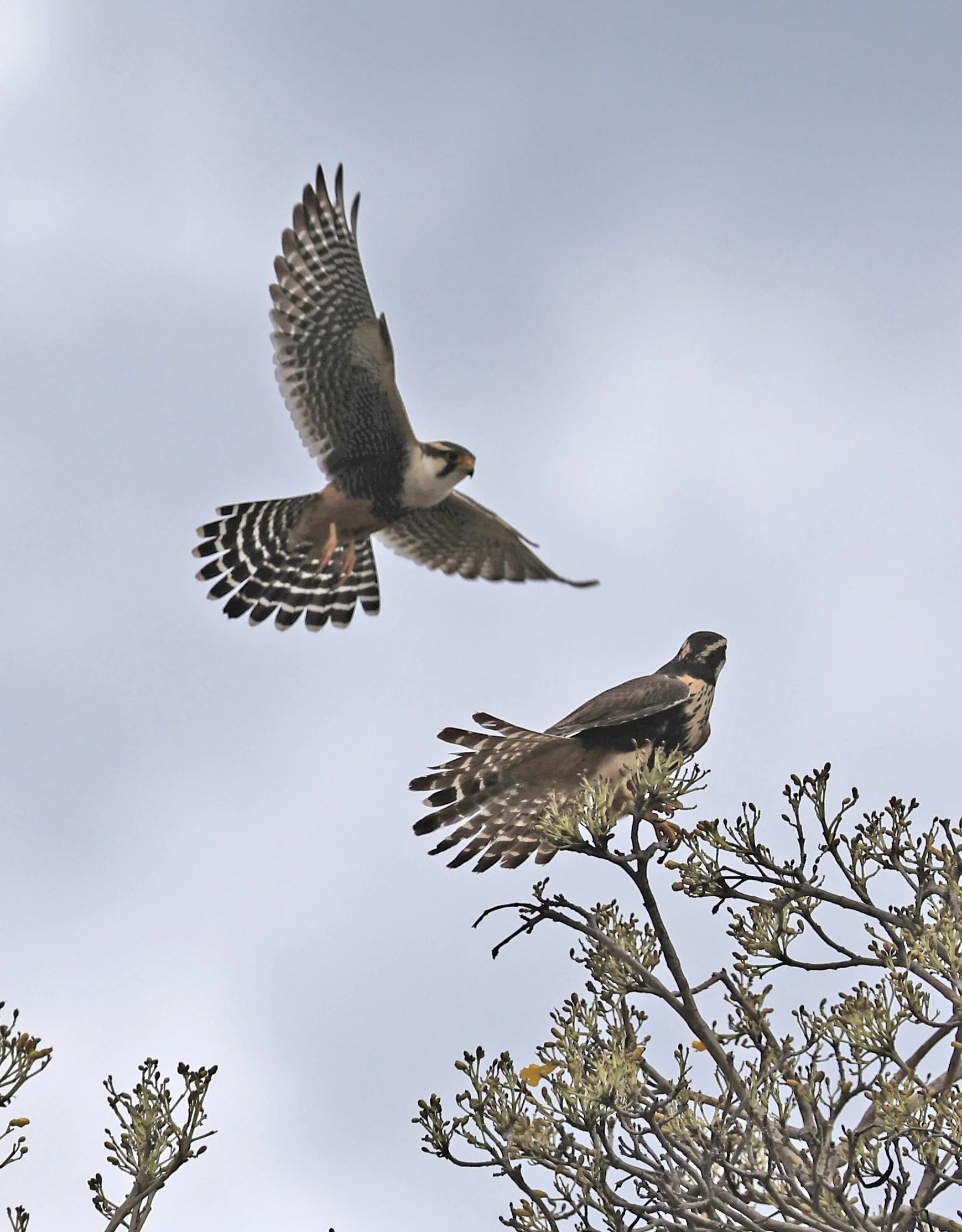 Aplomado Falcon (Falco femoralis) Estancia Campo'i Paraguay (137).jpg