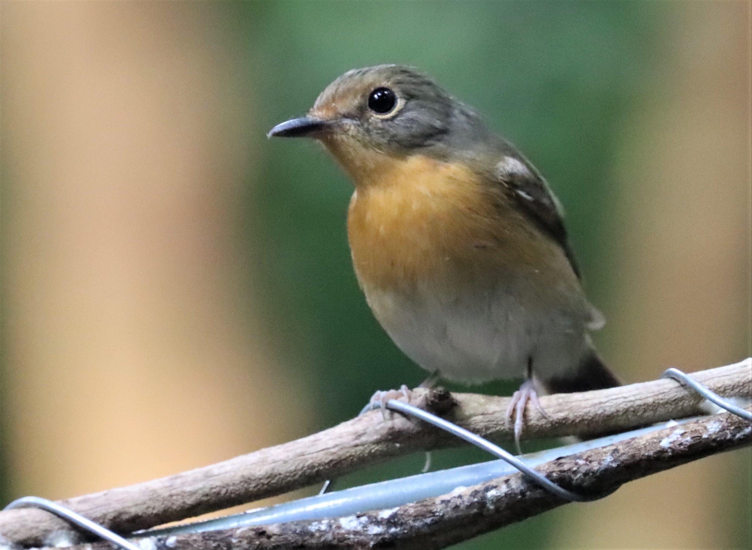 FLYCATCHER - LARGE BLUE FLYCATCHER - Cyornis magnirostris - WAT THAM PRATHUN CHONBURI (25).jpg